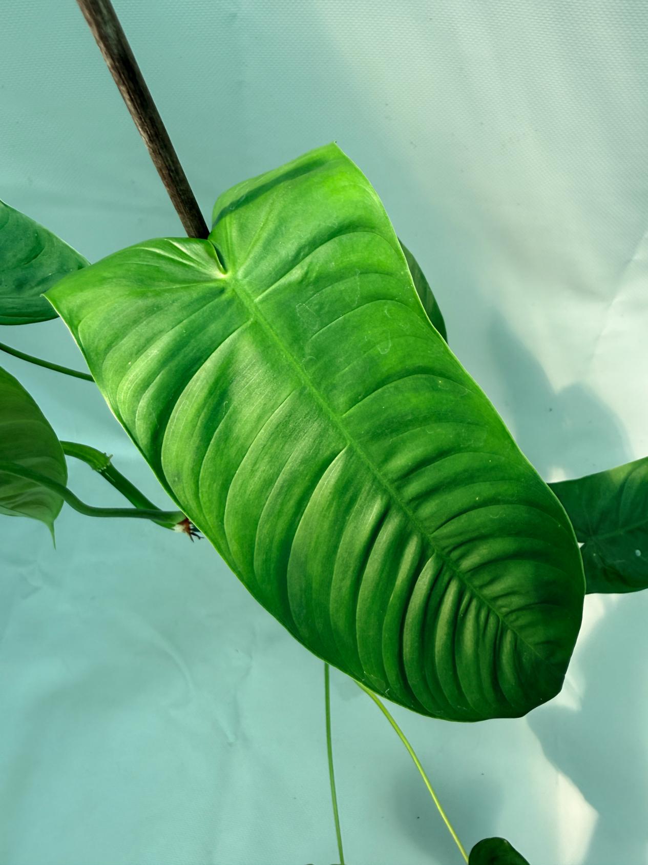 Philodendron Sharoniae XL 02