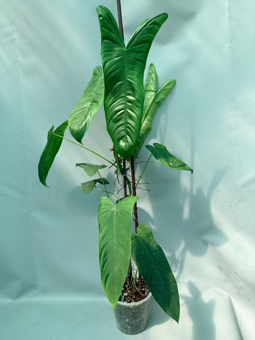 philodendron sharoniae Philodendron Sharoniae XL