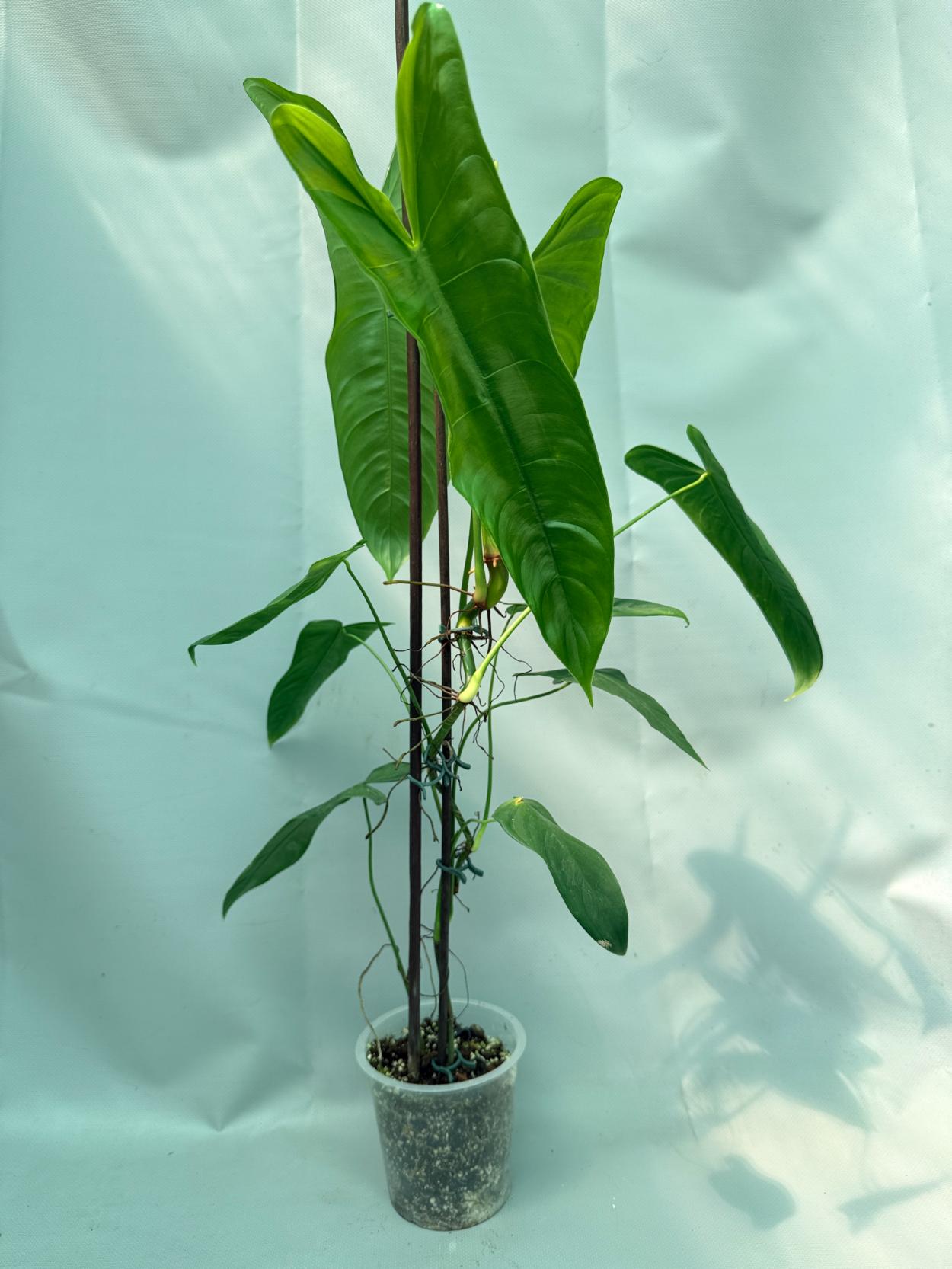 Philodendron Sharoniae XL 03