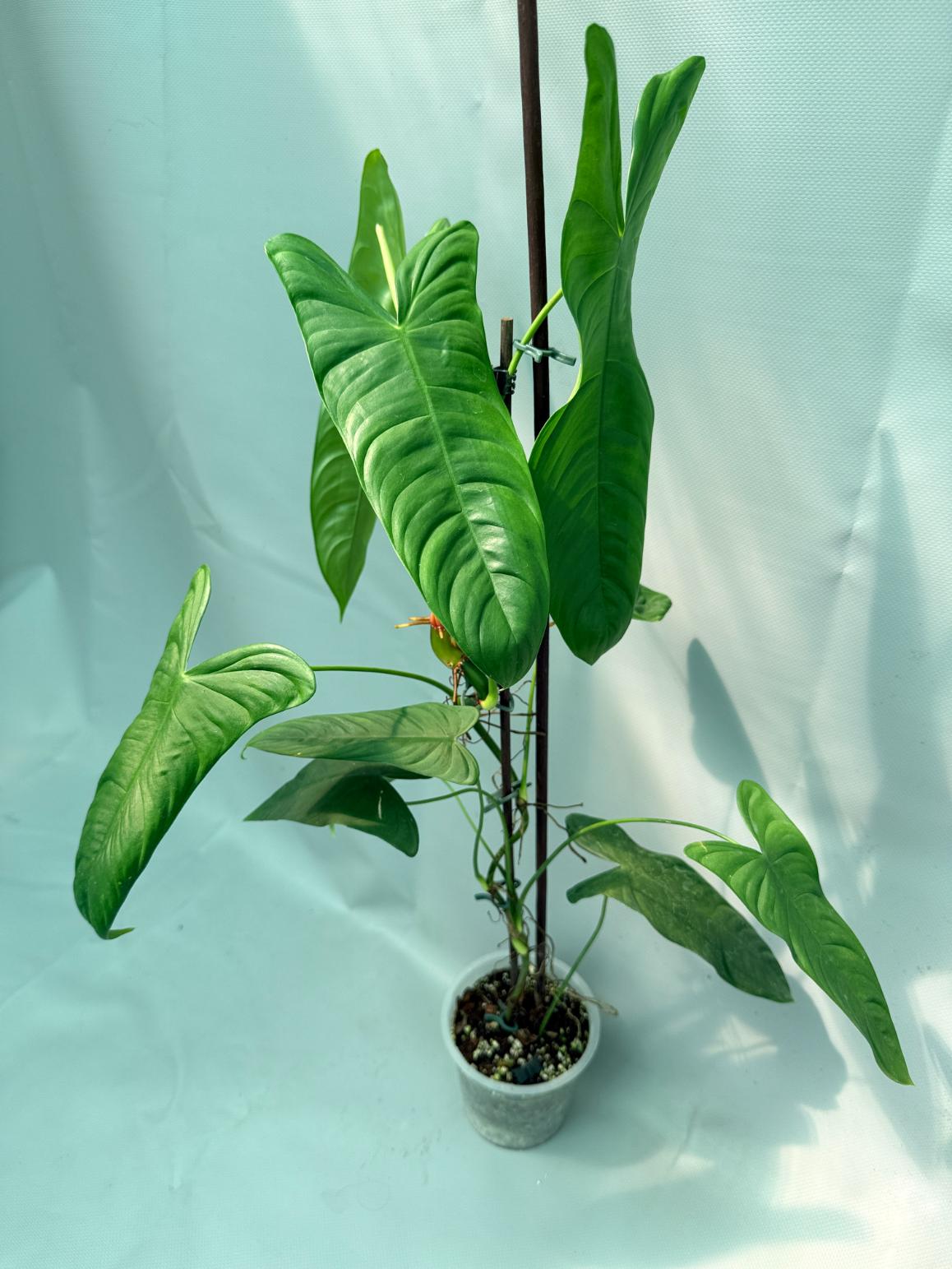 Philodendron Sharoniae XL 02