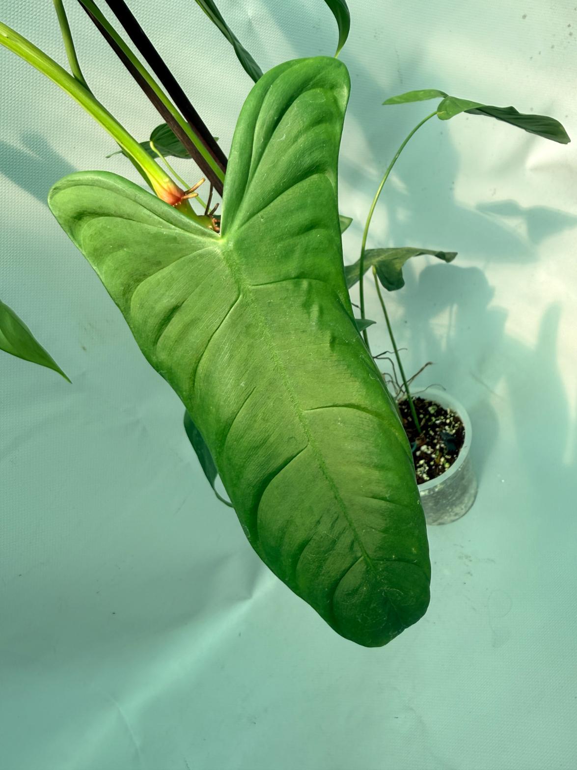 Philodendron Sharoniae XL 04