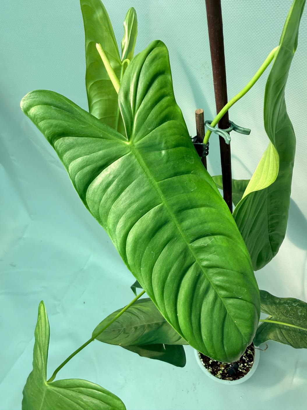 Philodendron Sharoniae XL 05