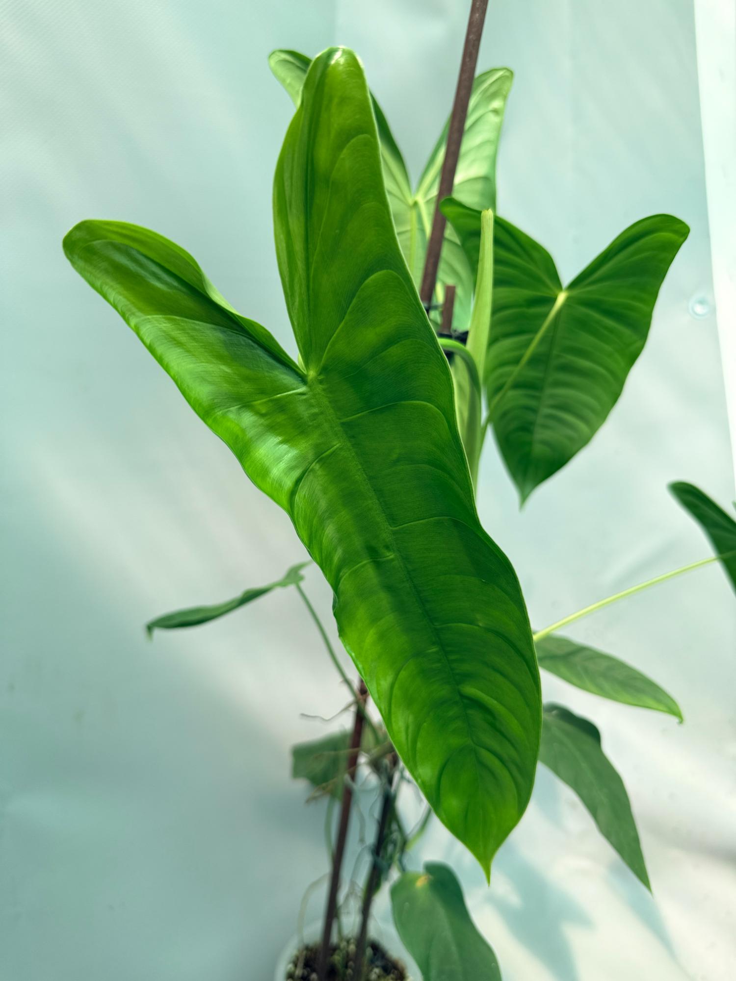 Philodendron Sharoniae XL 06