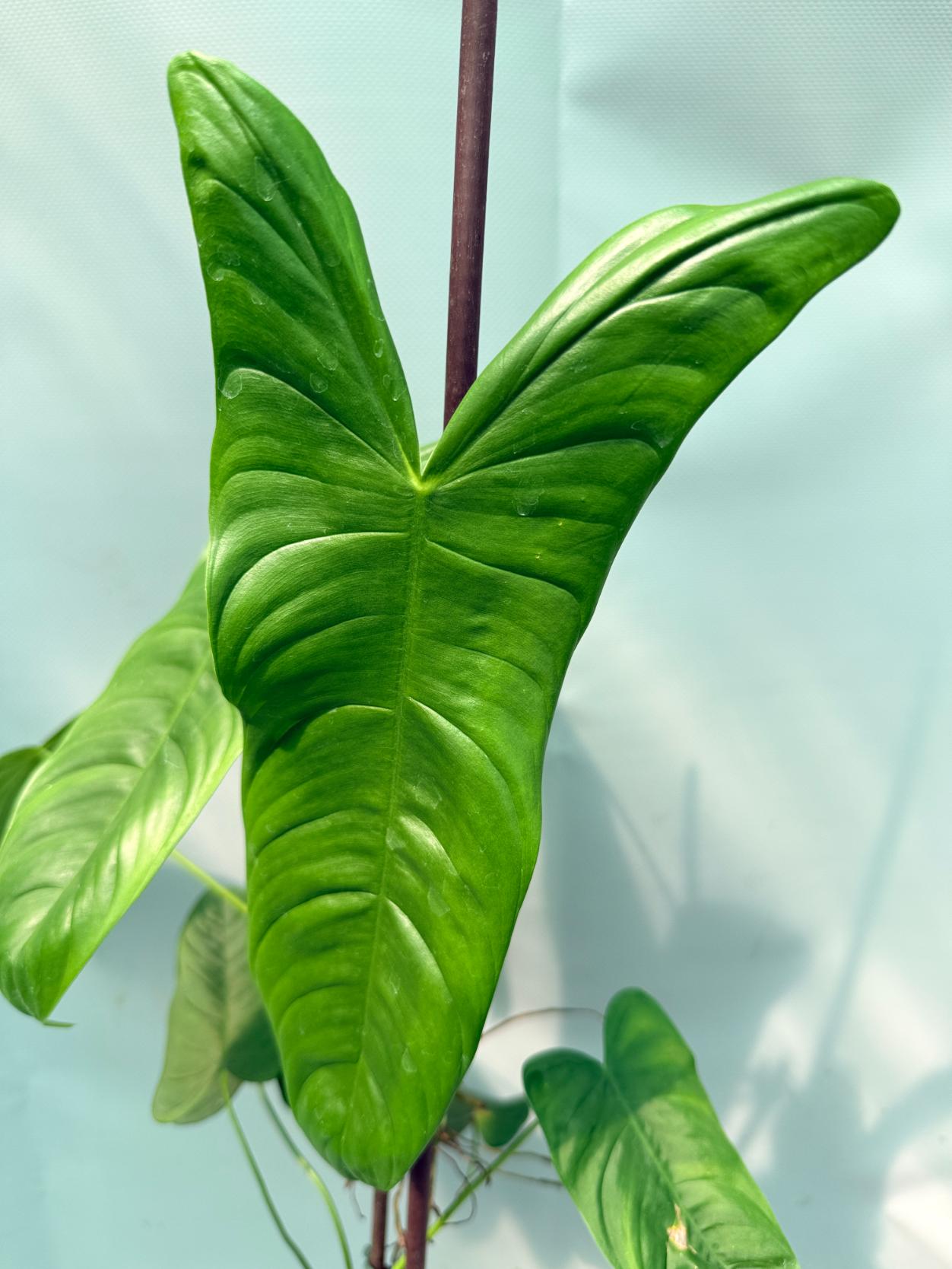 Philodendron Sharoniae XL 07