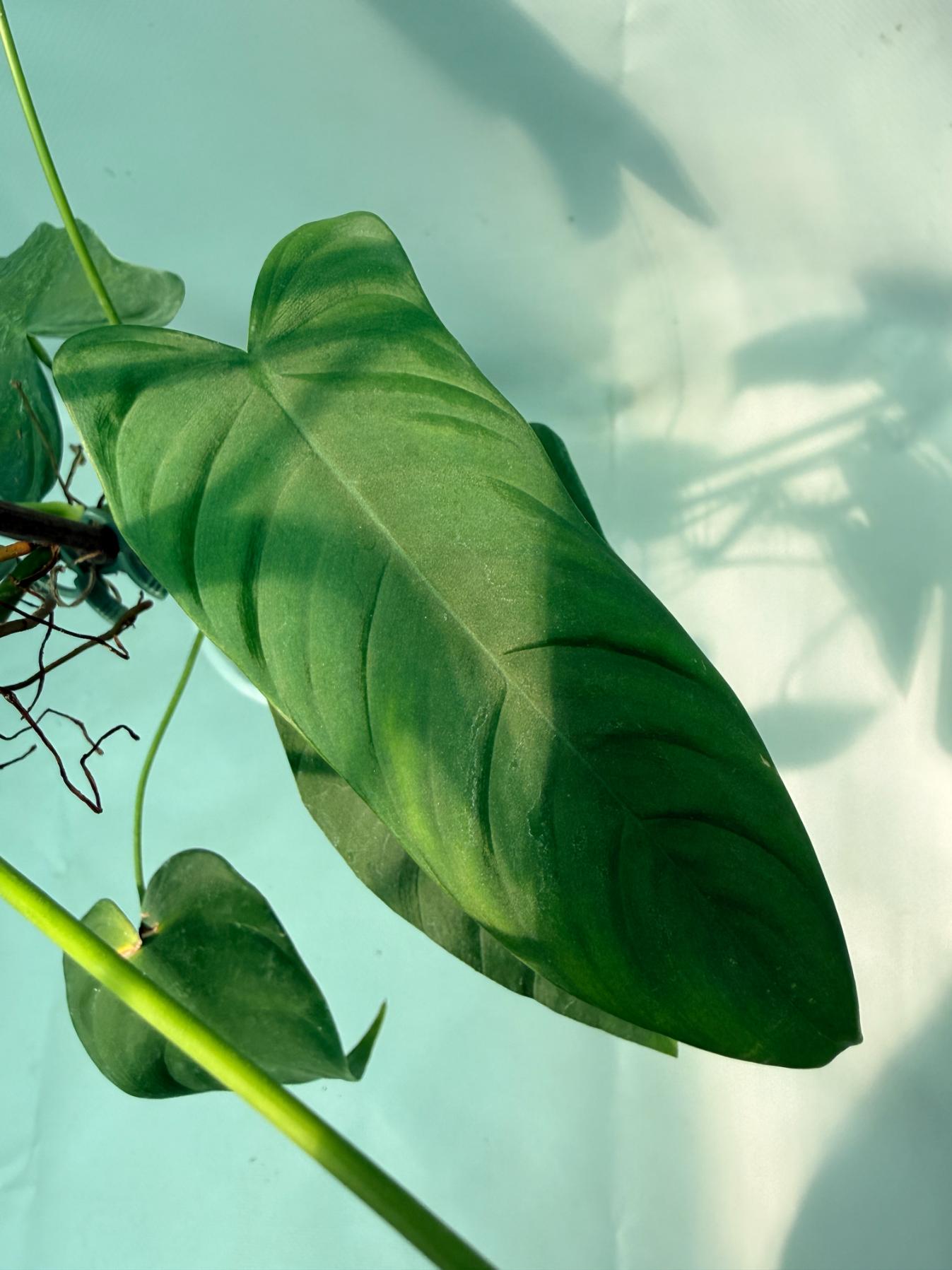 Philodendron Sharoniae XL 08