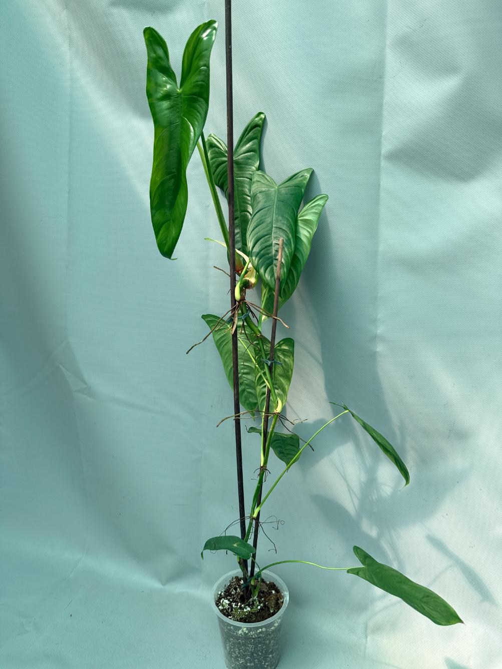Philodendron Sharoniae XL 02