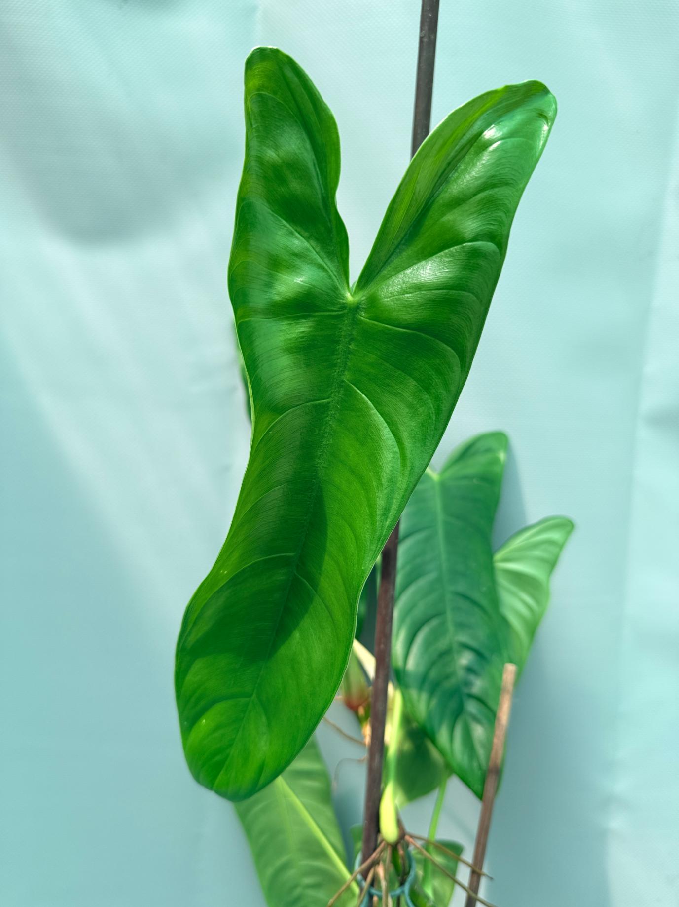 Philodendron Sharoniae XL 03