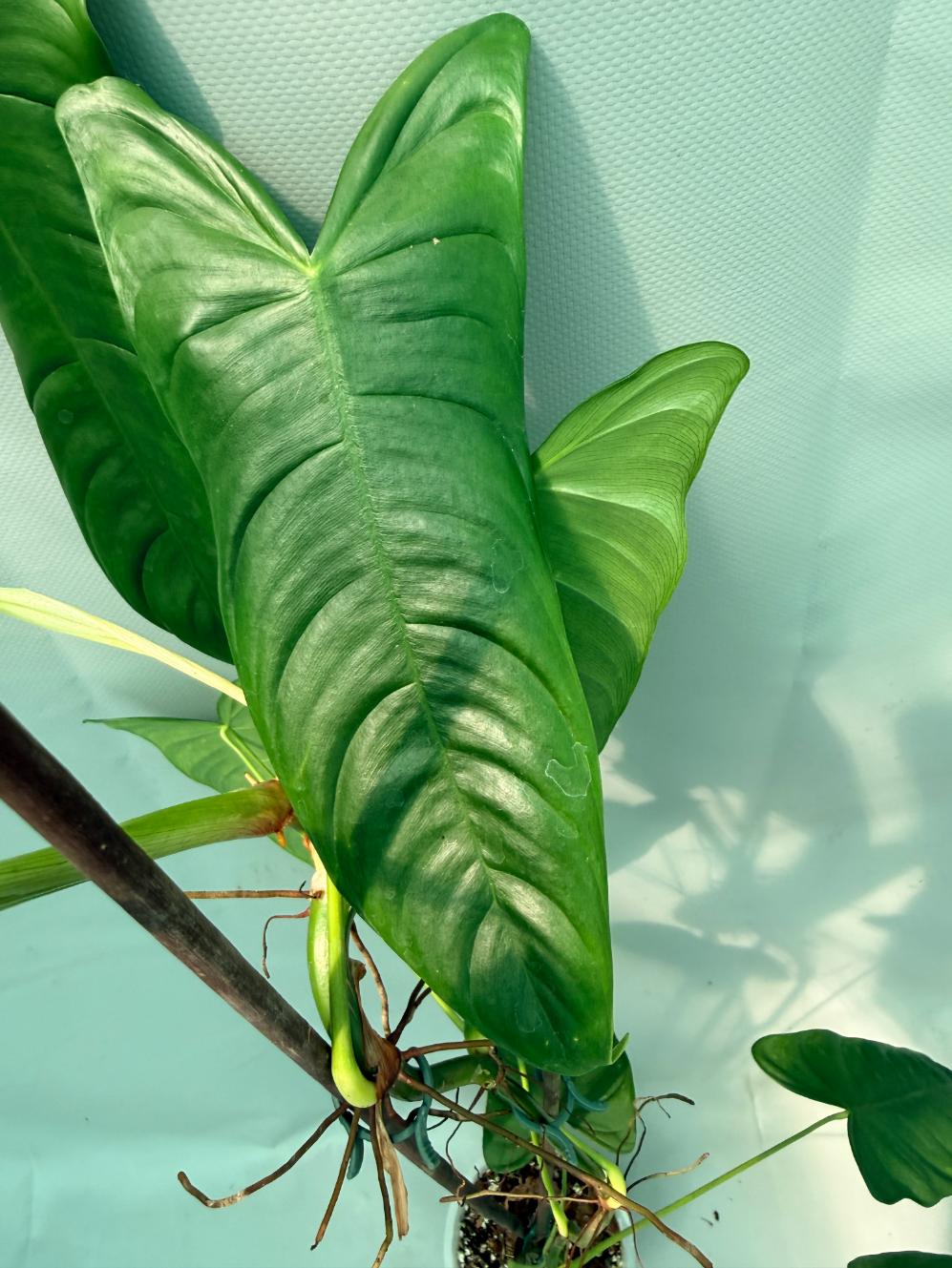 Philodendron Sharoniae XL 04