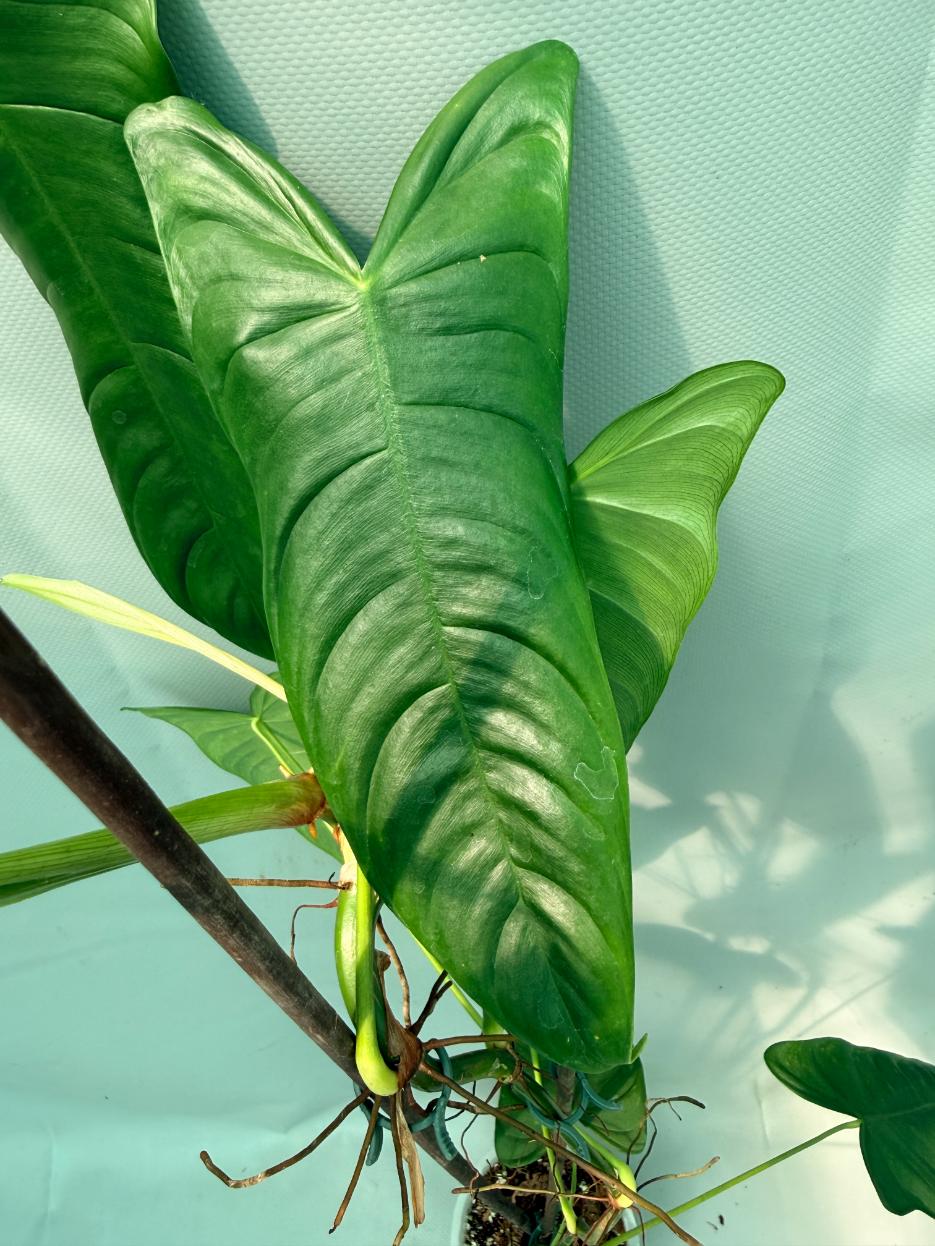 Philodendron Sharoniae XL 05
