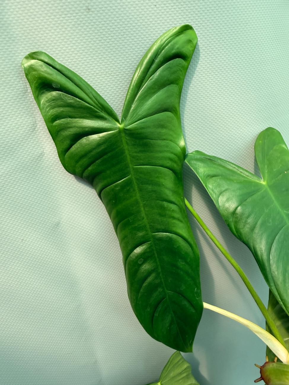 Philodendron Sharoniae XL 06