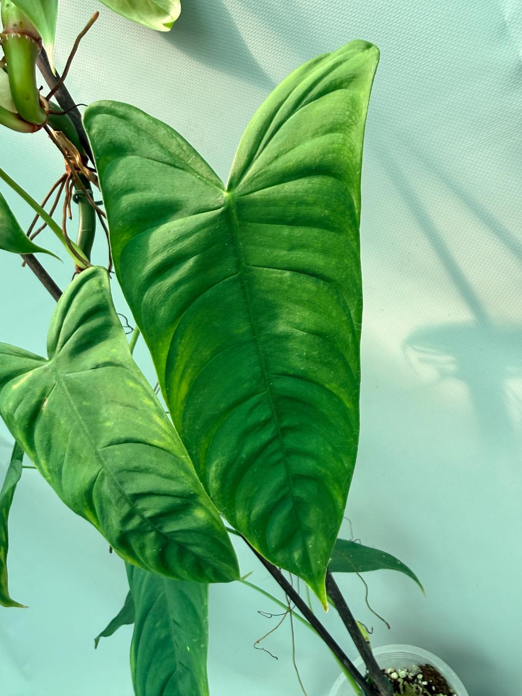 Philodendron Sharoniae XL 07