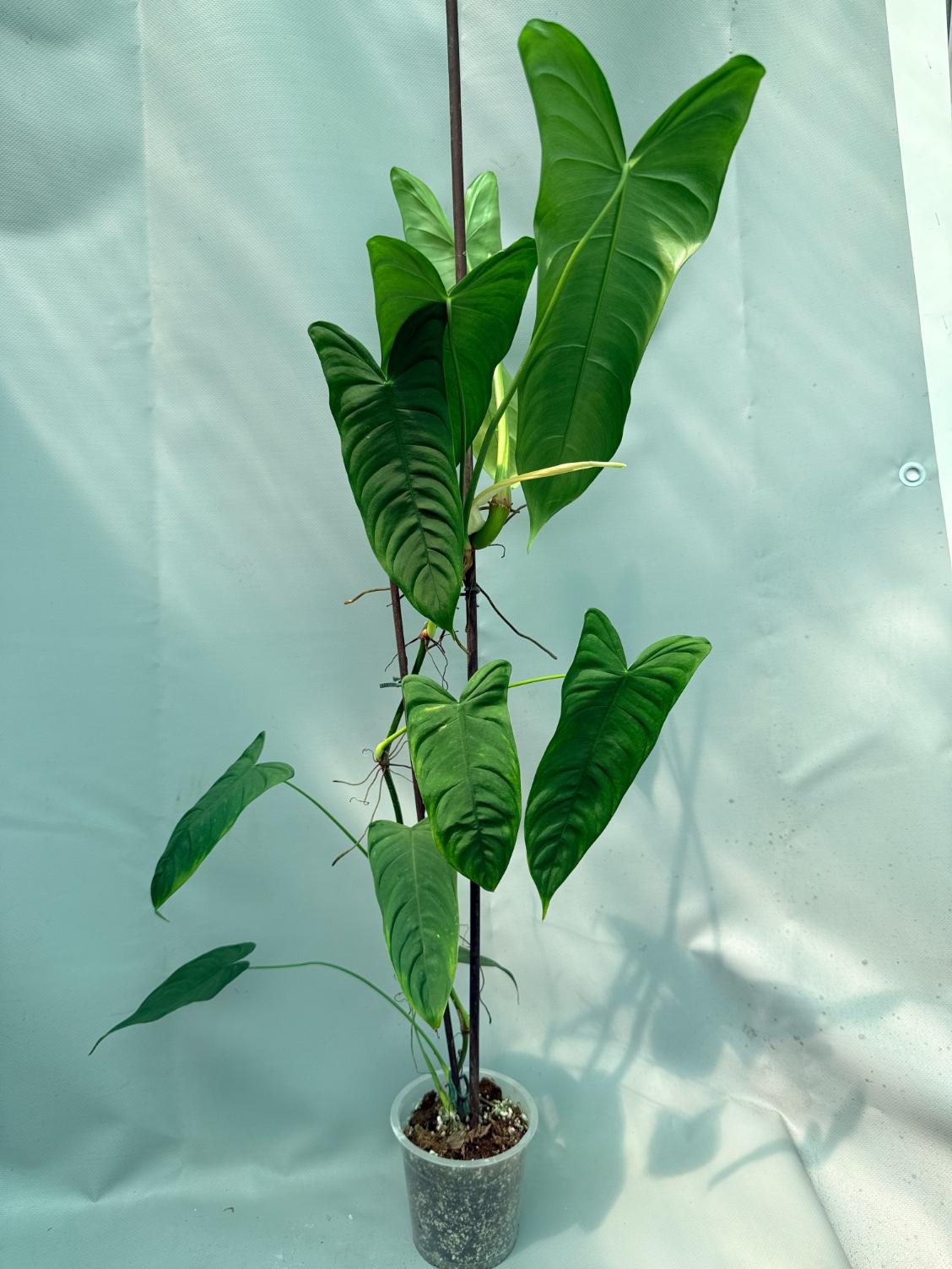 Philodendron Sharoniae XL 08