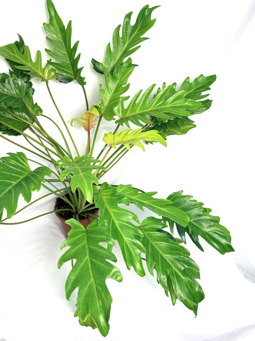 Philodendron_Xanadu_Dwarf_Variegata