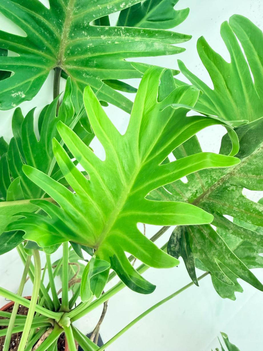 Philodendron Xanadu Dwarf Variegata XXL 3