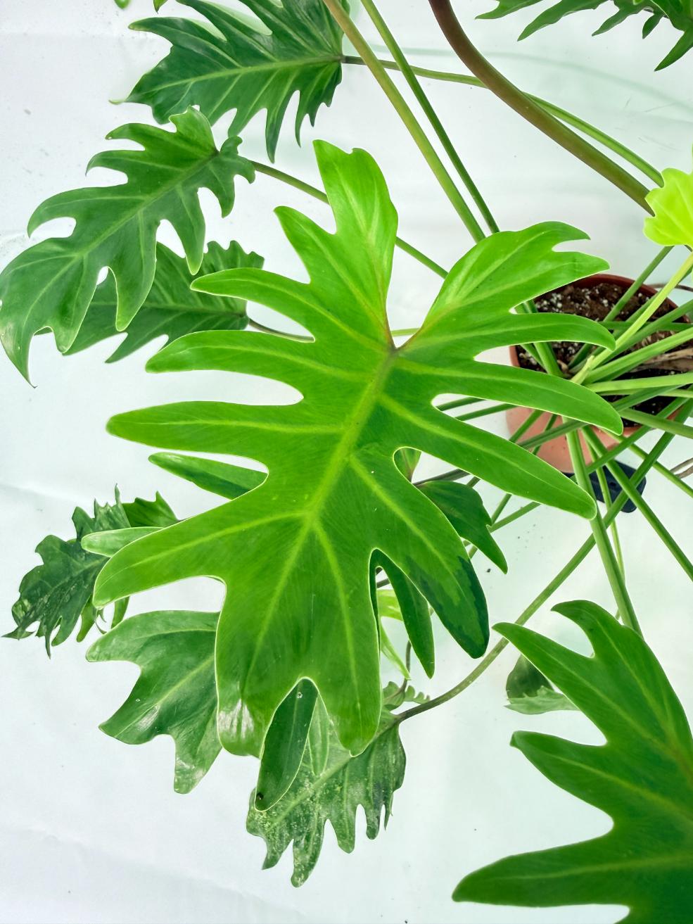 Philodendron Xanadu Dwarf Variegata XXL 2