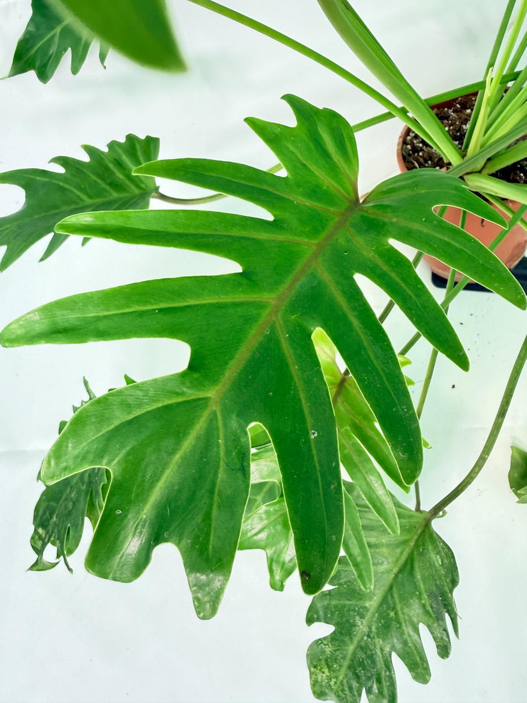 Philodendron Xanadu Dwarf Variegata XXL 9