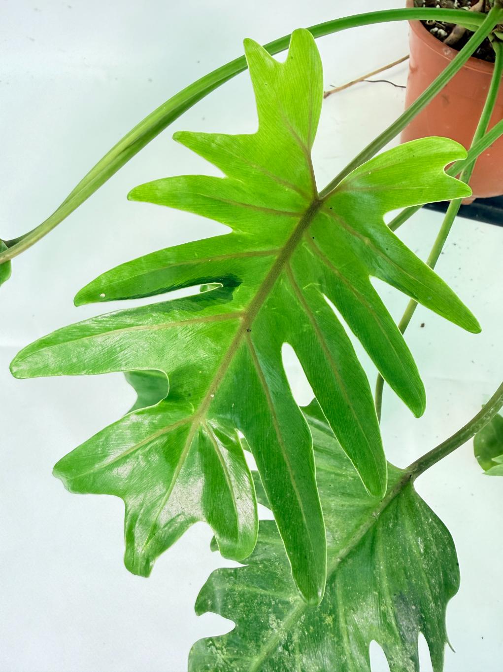 Philodendron Xanadu Dwarf Variegata XXL 10