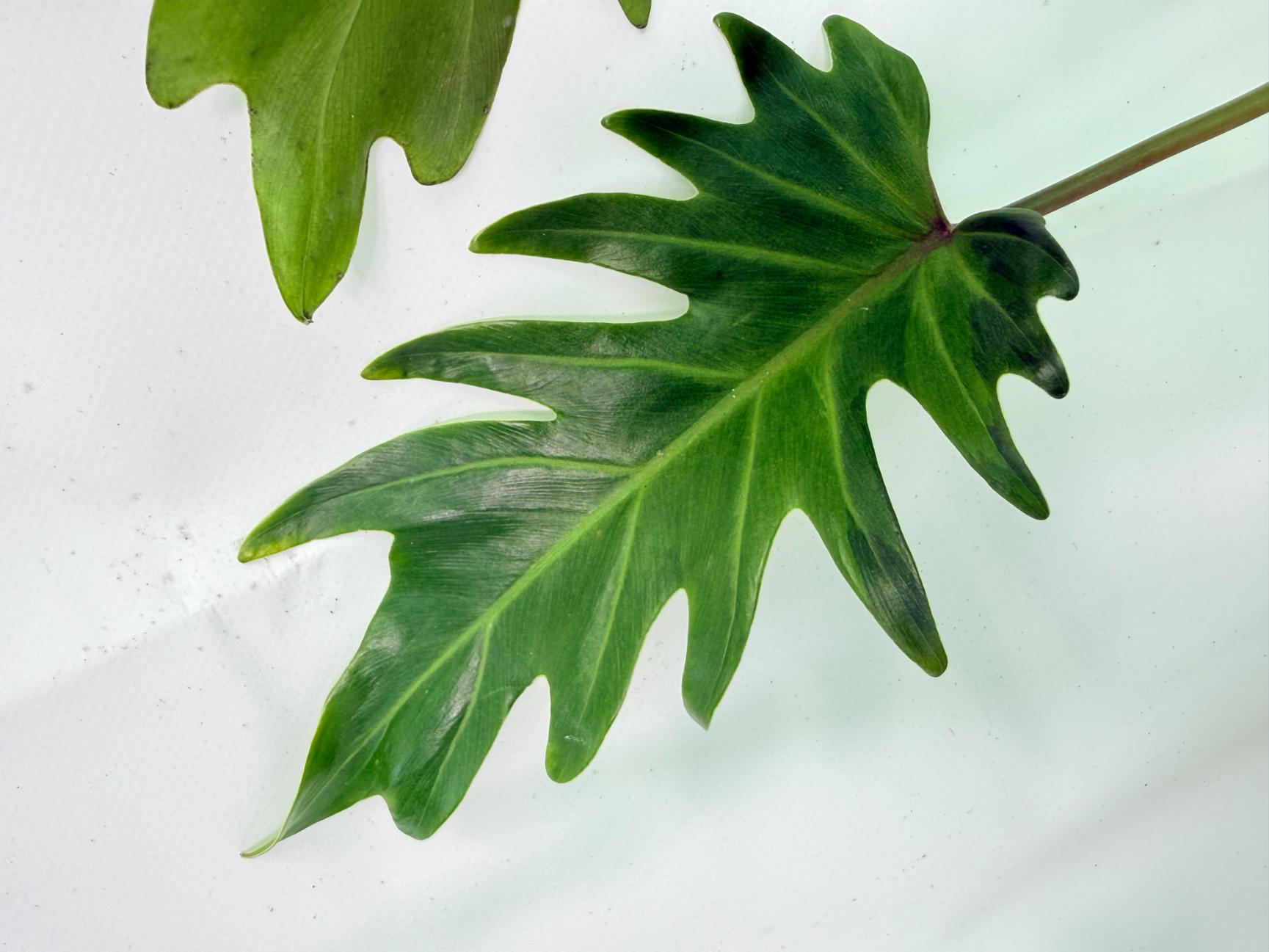 Philodendron Xanadu Dwarf Variegata XXL 5