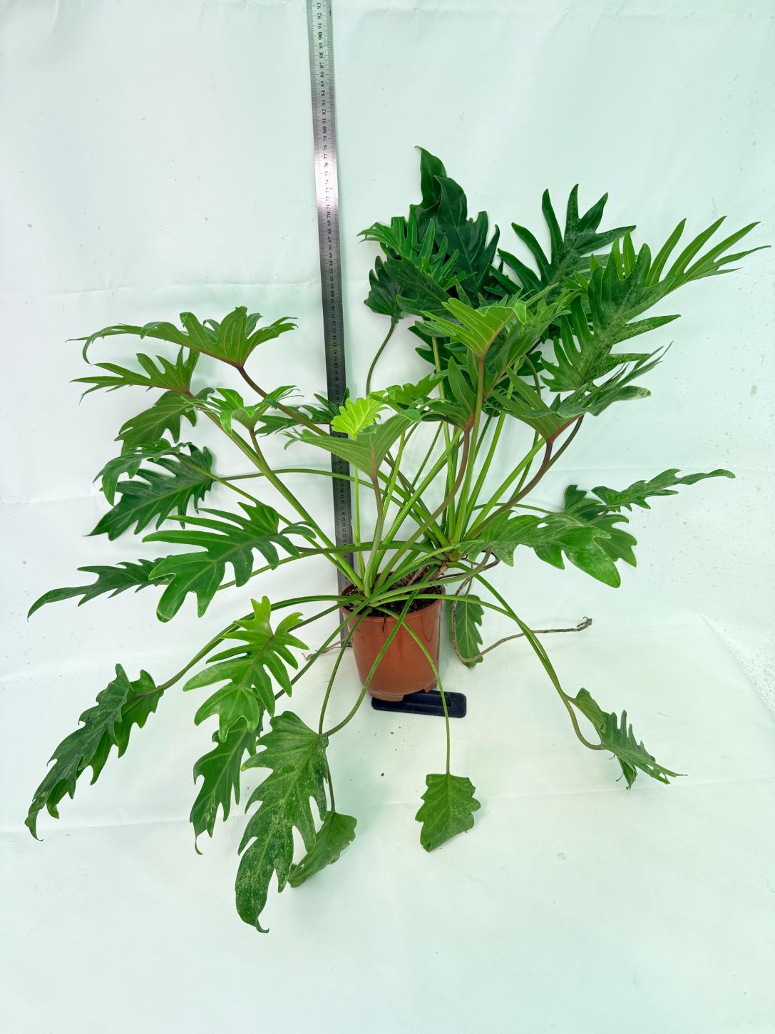 Philodendron Xanadu Dwarf Variegata XXL 11