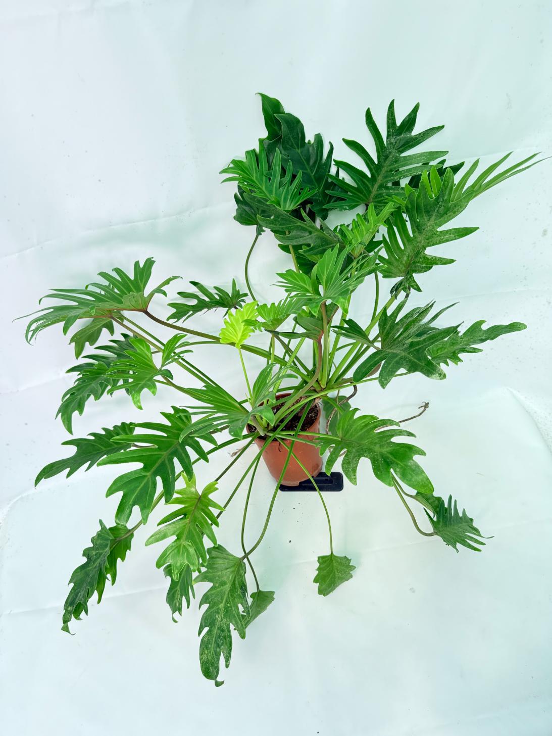 Philodendron Xanadu Dwarf Variegata XXL 1