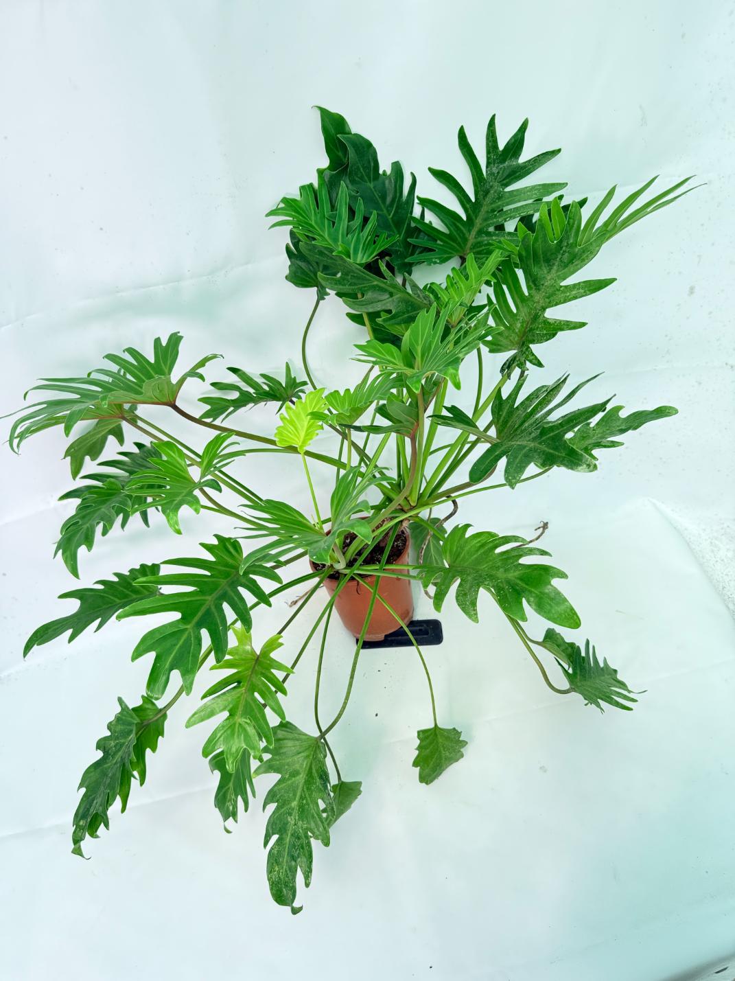 Philodendron Xanadu Dwarf Variegata XXL 6