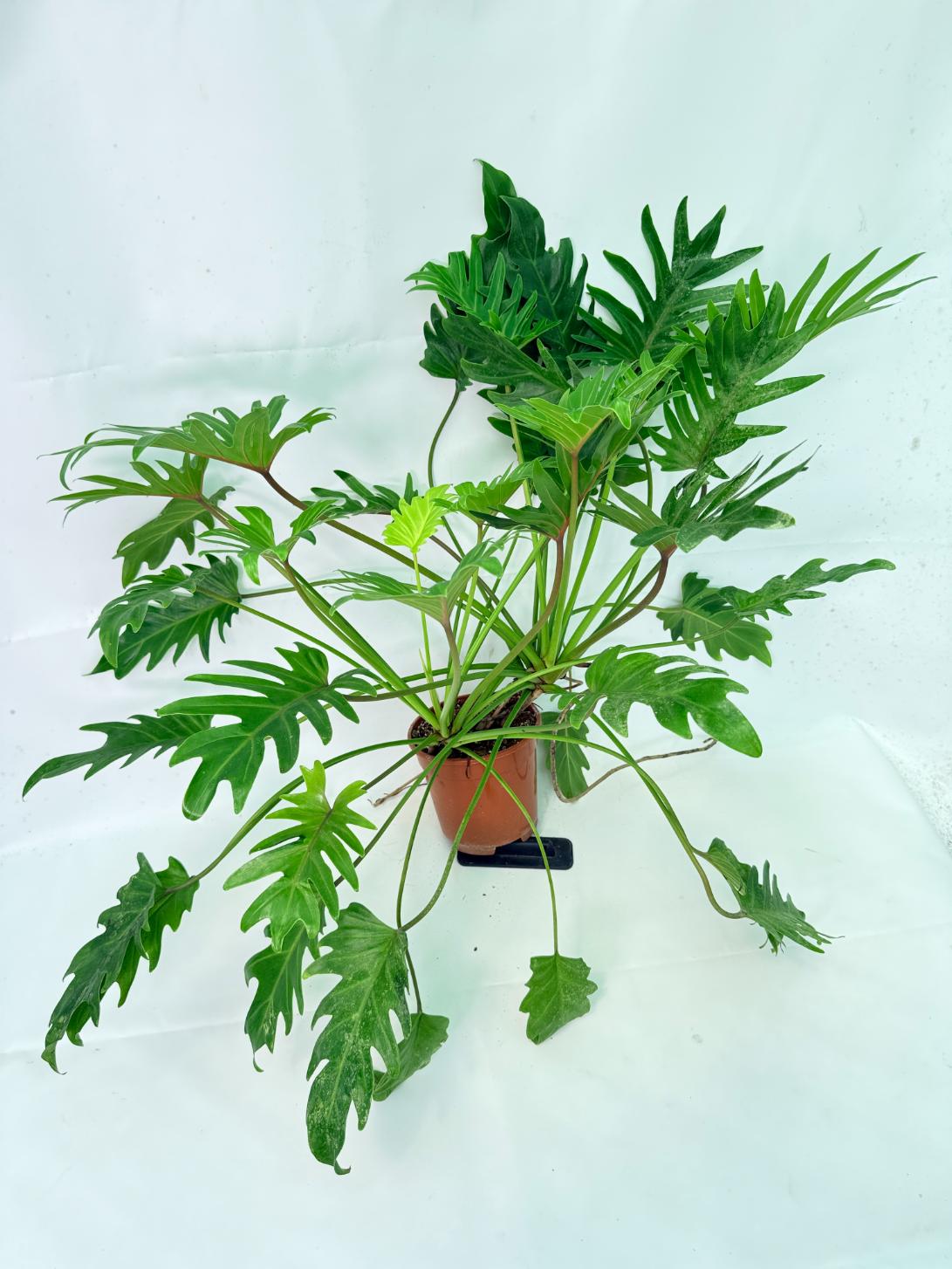 Philodendron Xanadu Dwarf Variegata XXL 4