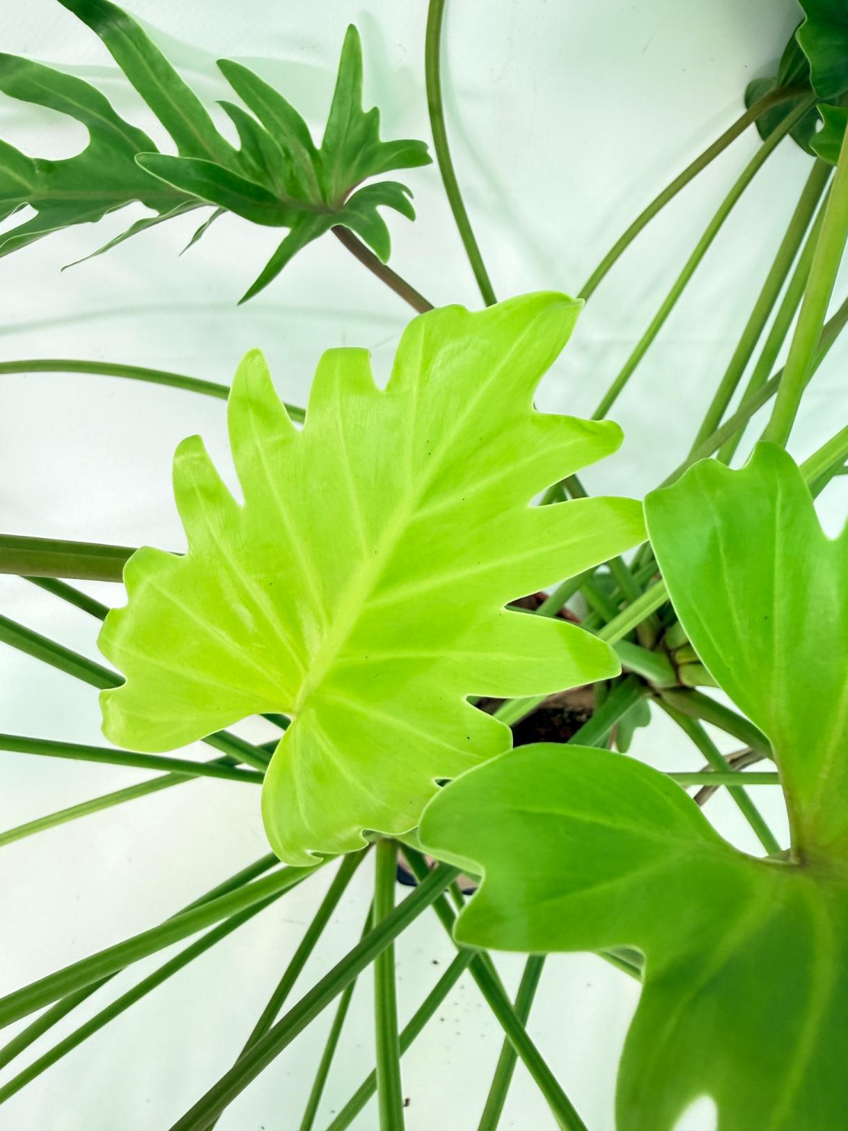 Philodendron Xanadu Dwarf Variegata XXL 7