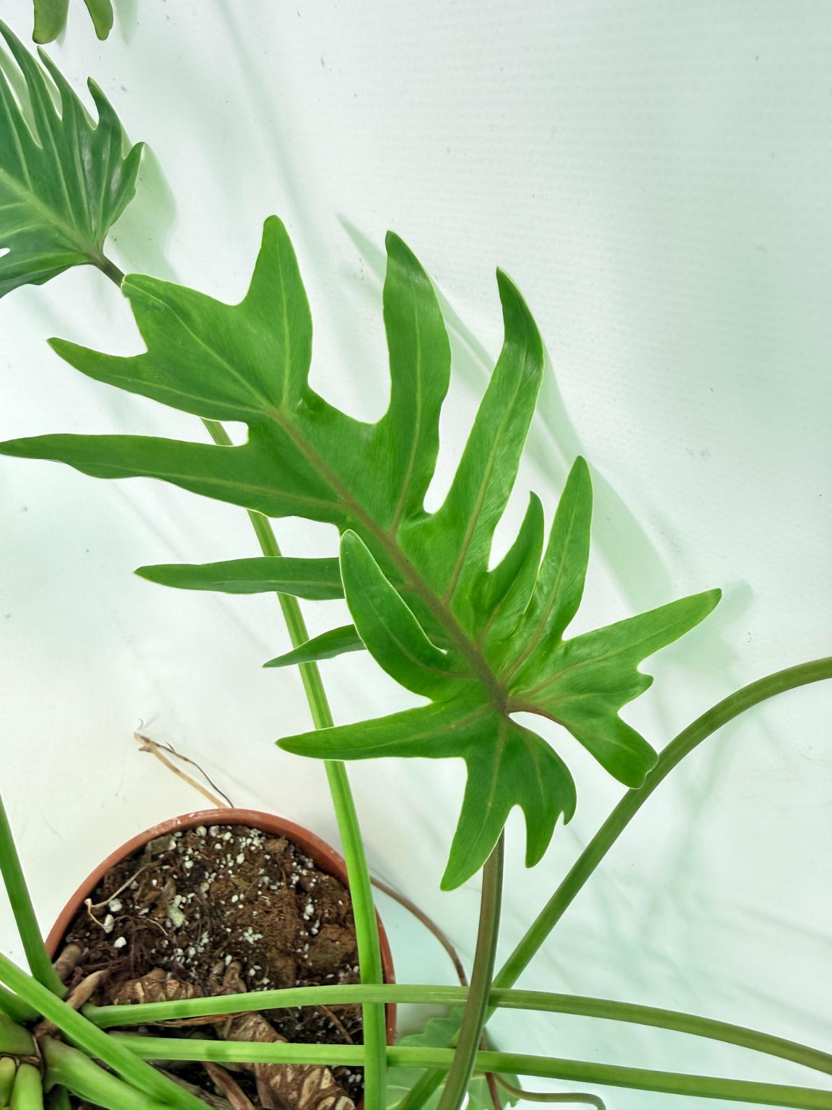 Philodendron Xanadu Dwarf Variegata XXL 8
