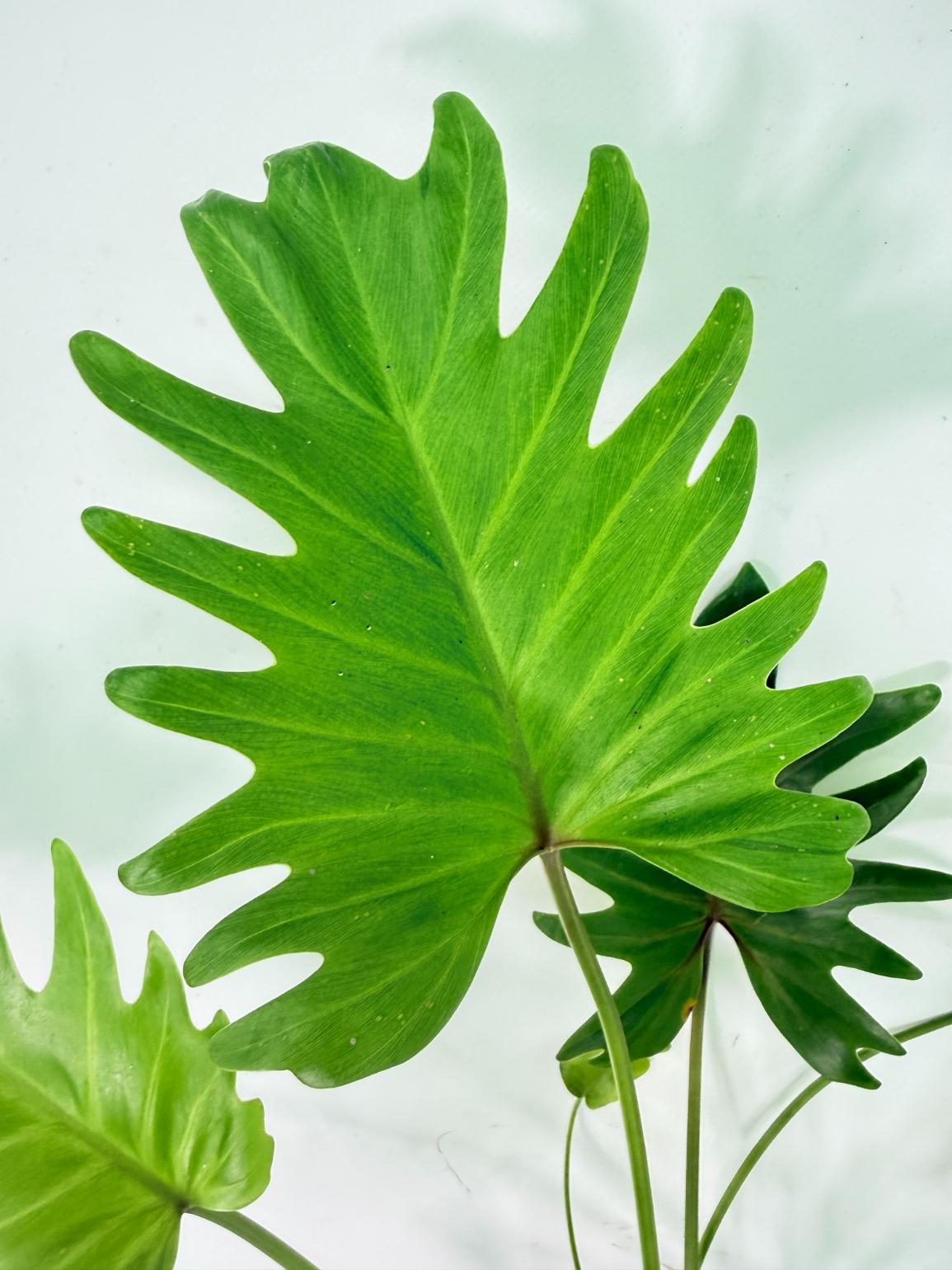 Philodendron Xanadu Dwarf Variegata XXL 10