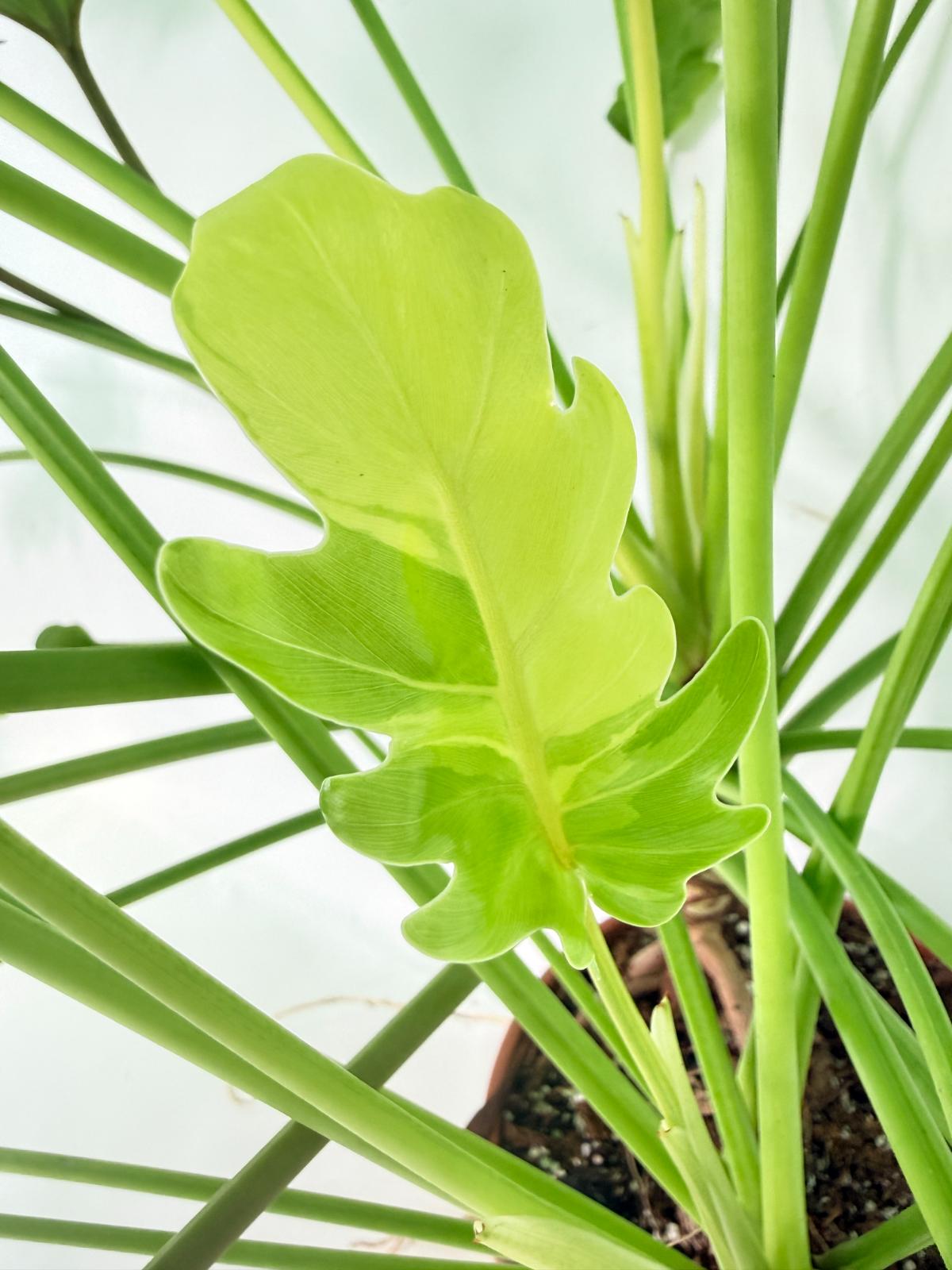 Philodendron Xanadu Dwarf Variegata XXL 12
