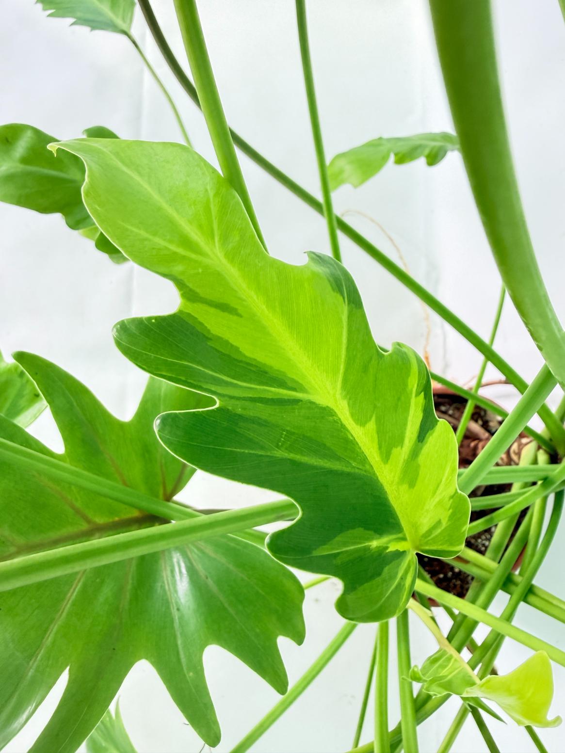 Philodendron Xanadu Dwarf Variegata XXL 13