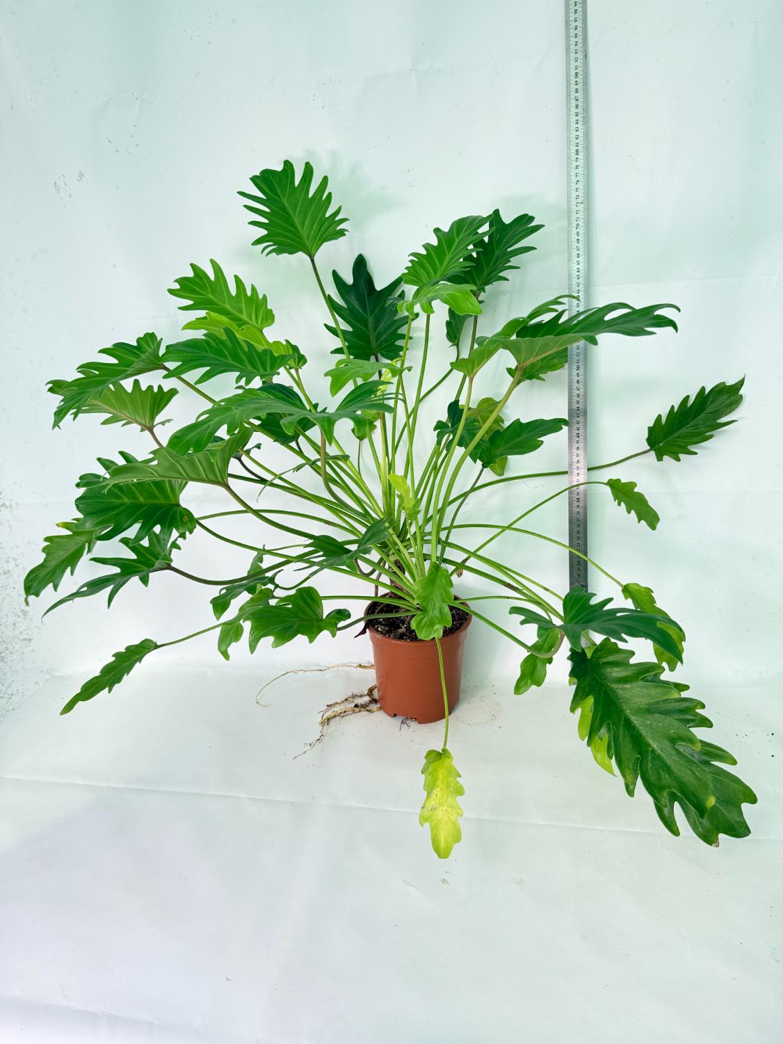 Philodendron Xanadu Dwarf Variegata XXL 14