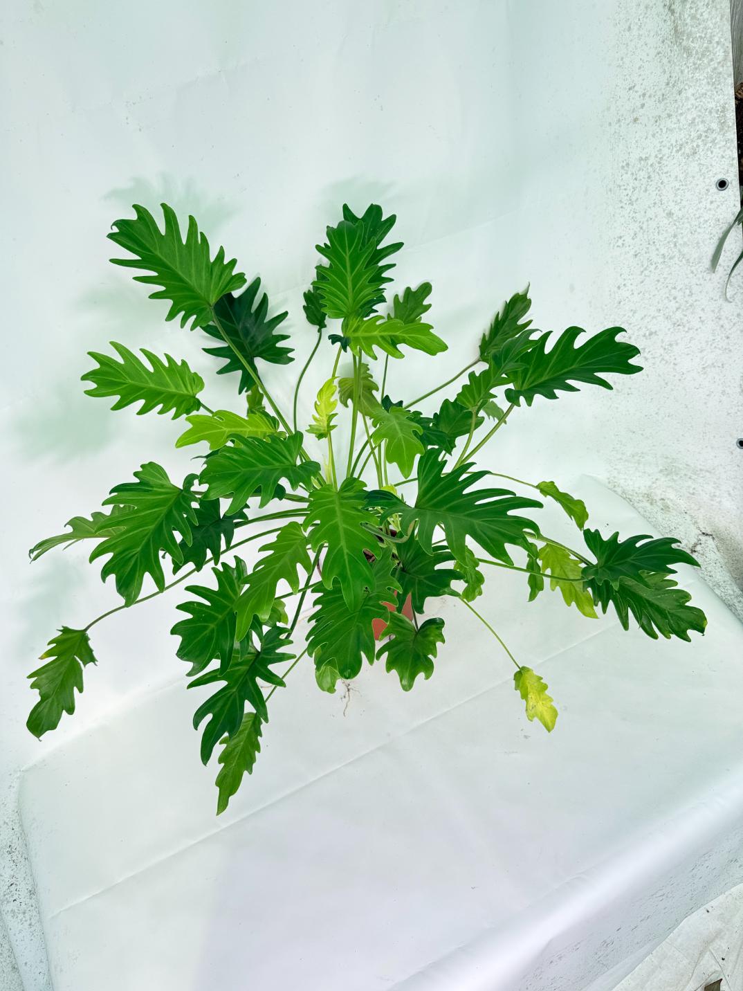 Philodendron Xanadu Dwarf Variegata XXL 03