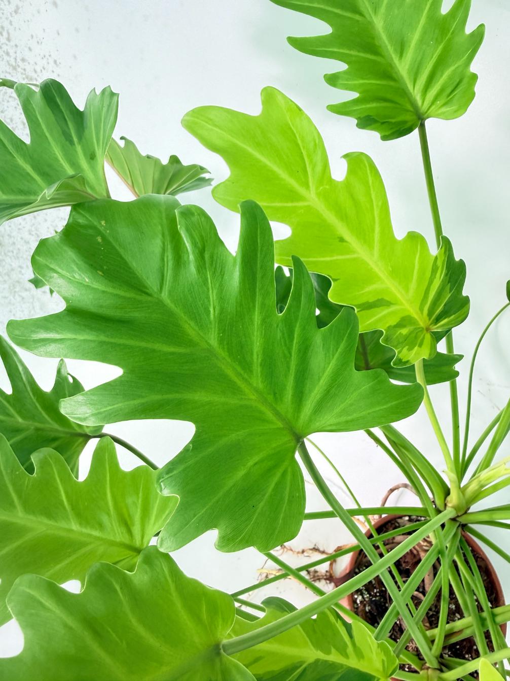 Philodendron Xanadu Dwarf Variegata XXL 08