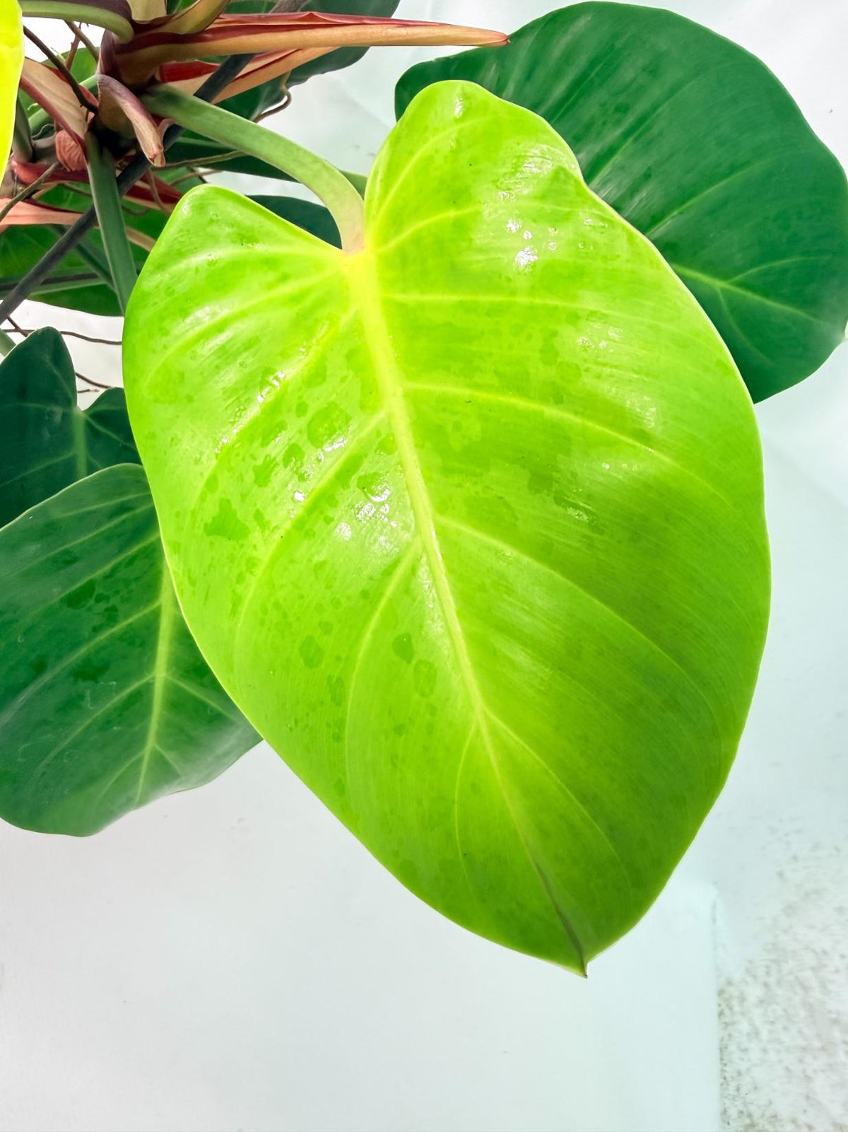 Philodendron Yellow Flame variegata 08