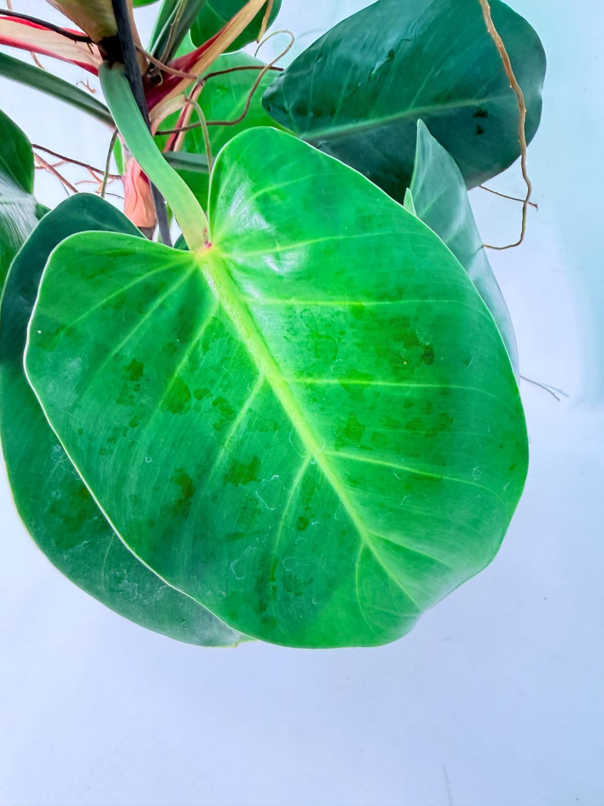 Philodendron Yellow Flame variegata 09