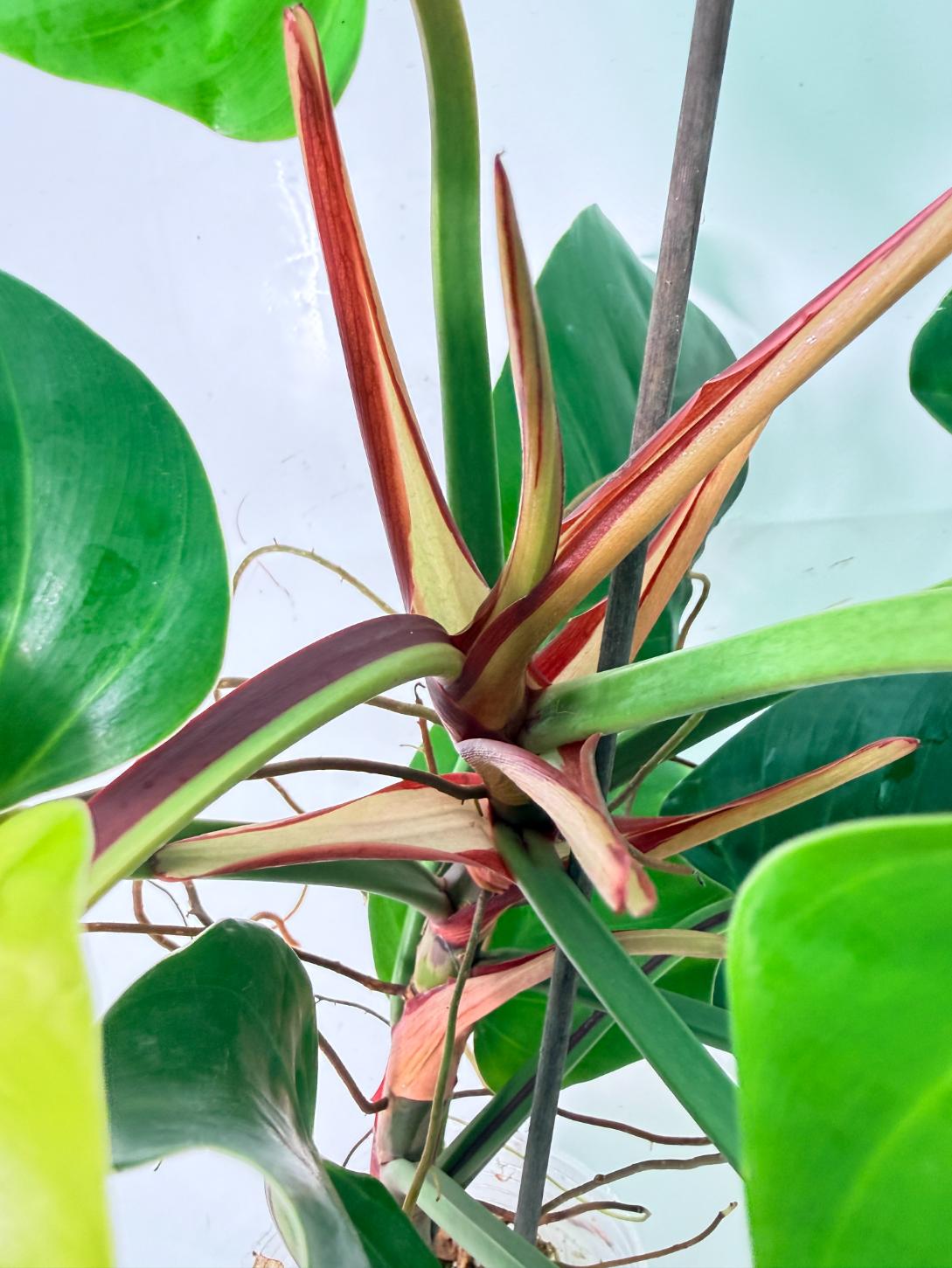 Philodendron Yellow Flame variegata 10