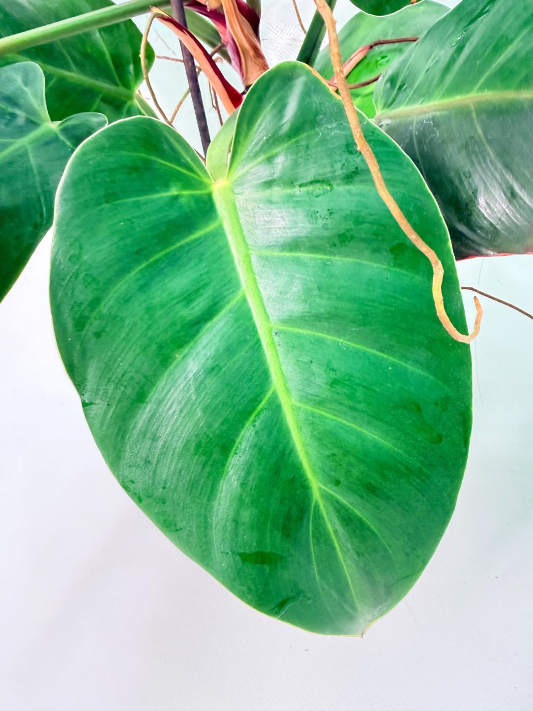 Philodendron Yellow Flame variegata 11