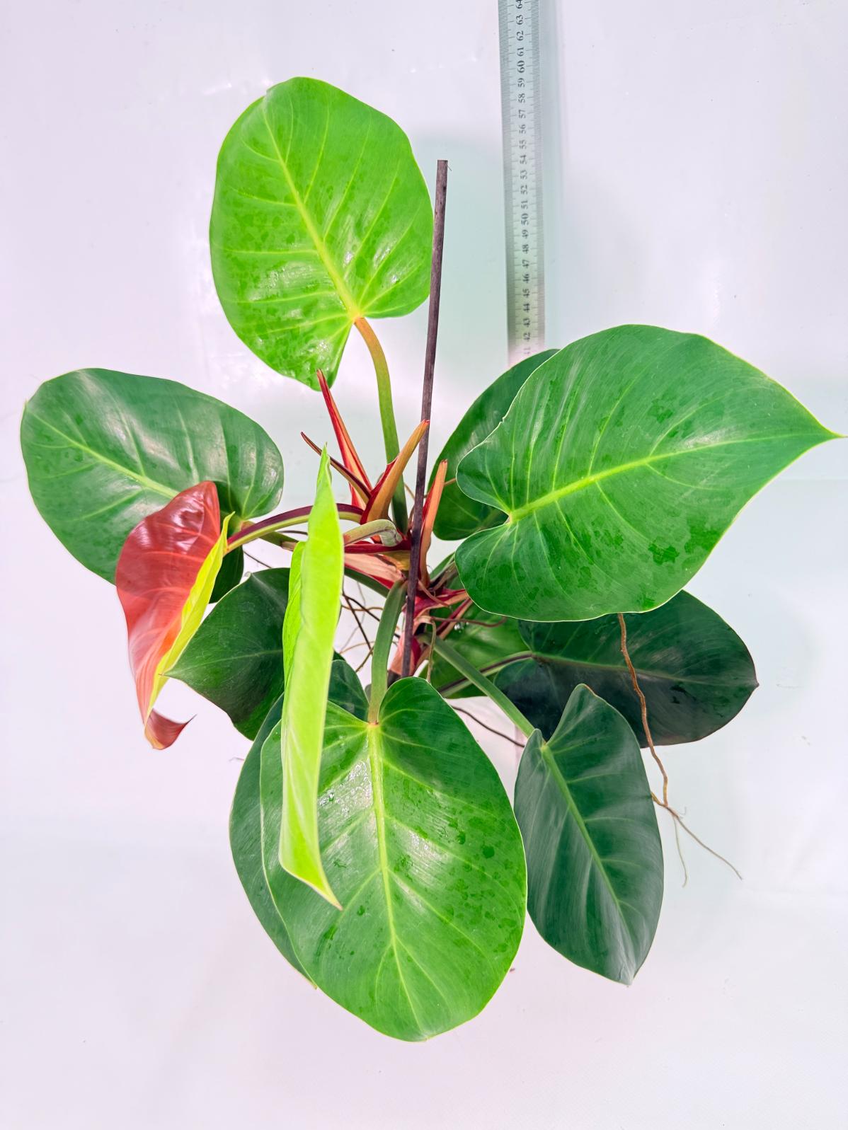 Philodendron Yellow Flame variegata 12