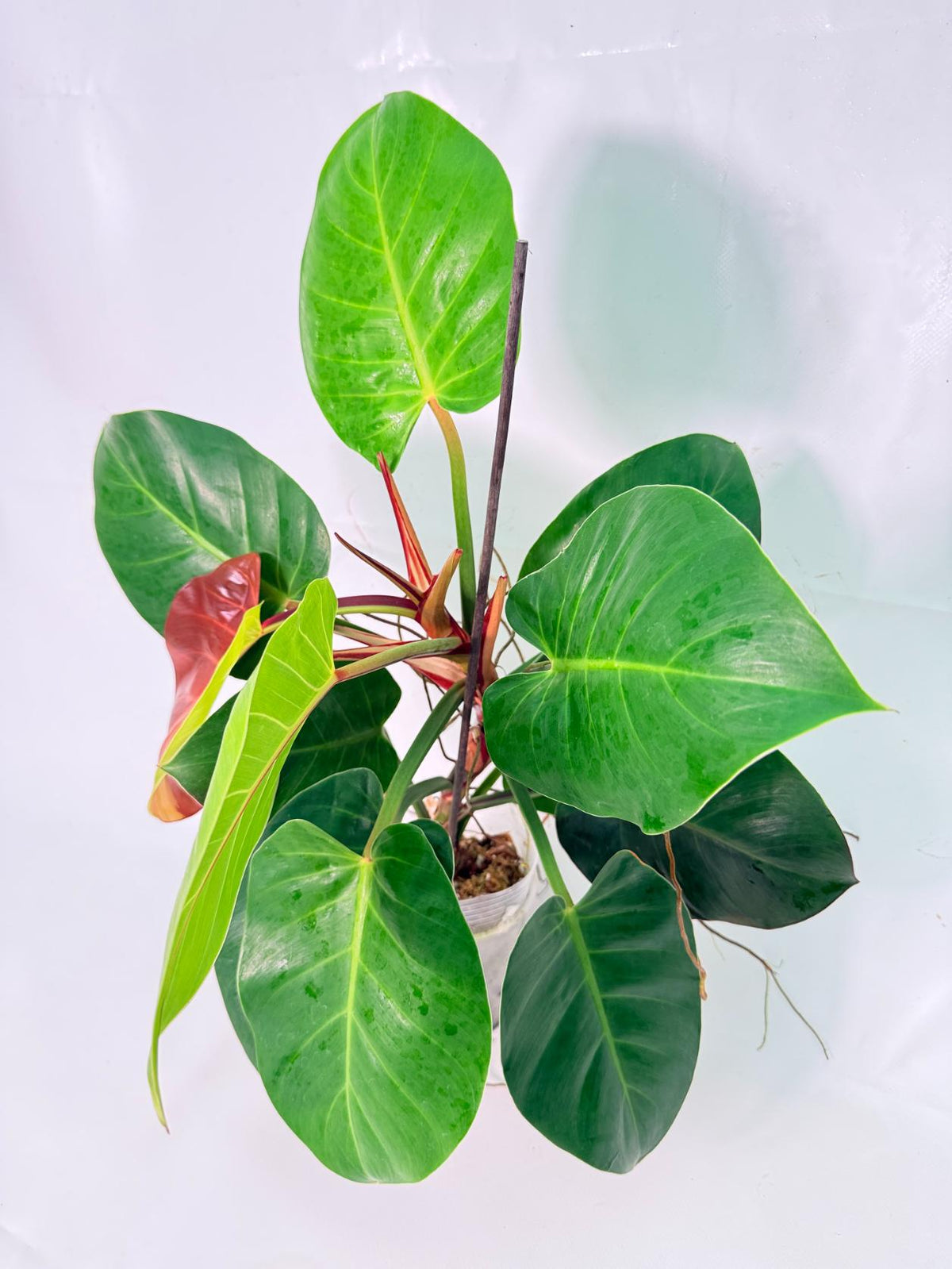 Philodendron Yellow Flame variegata 01
