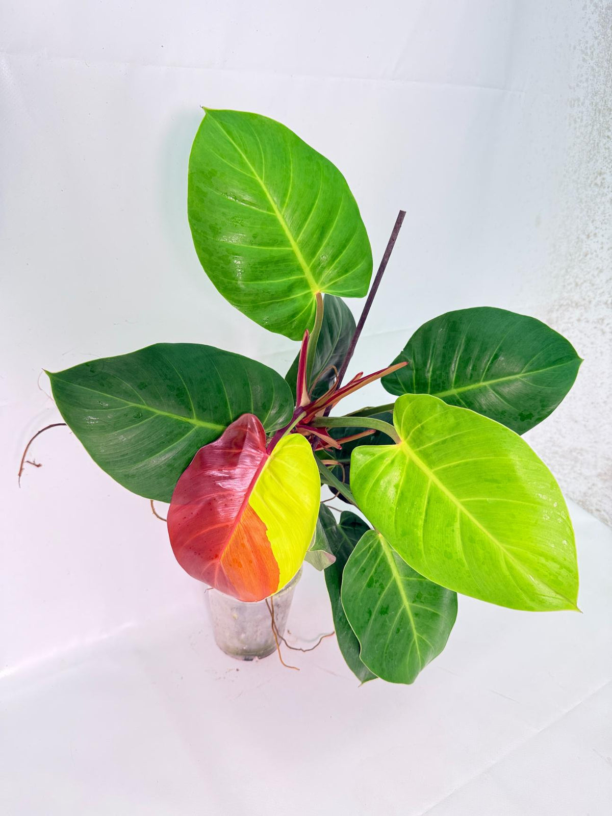 Philodendron Yellow Flame variegata 03
