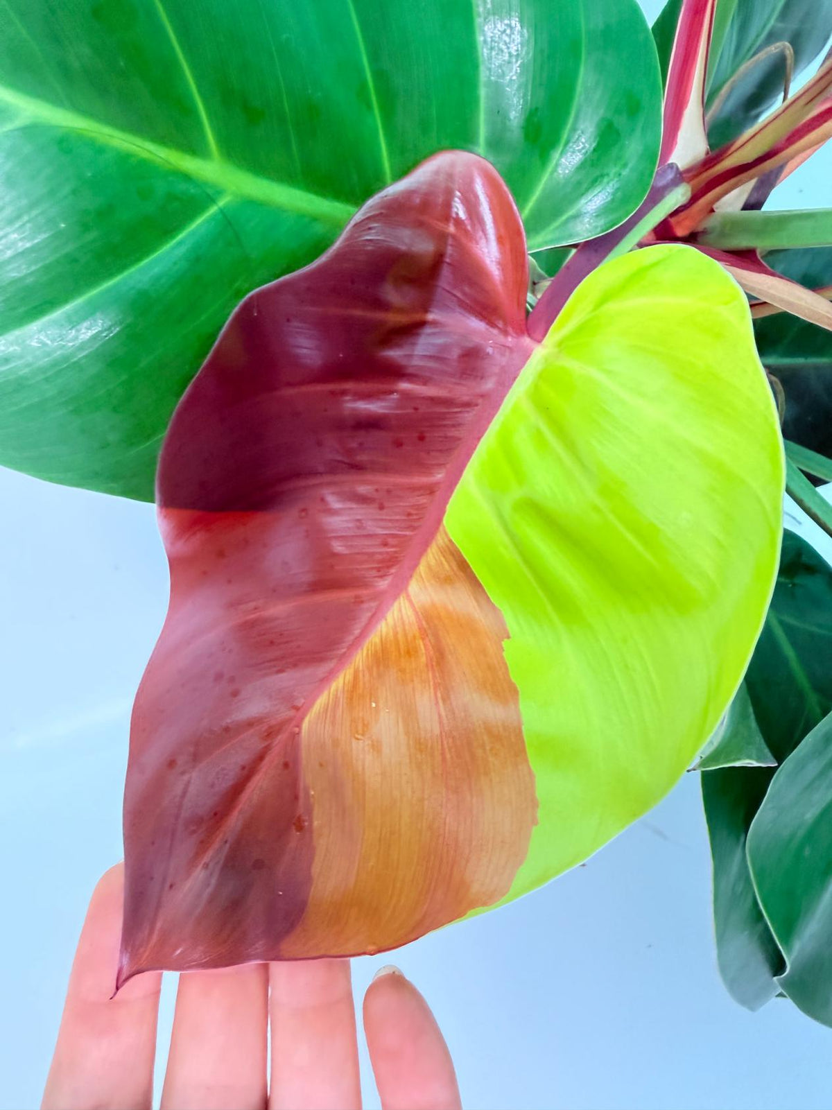 Philodendron Yellow Flame variegata 04