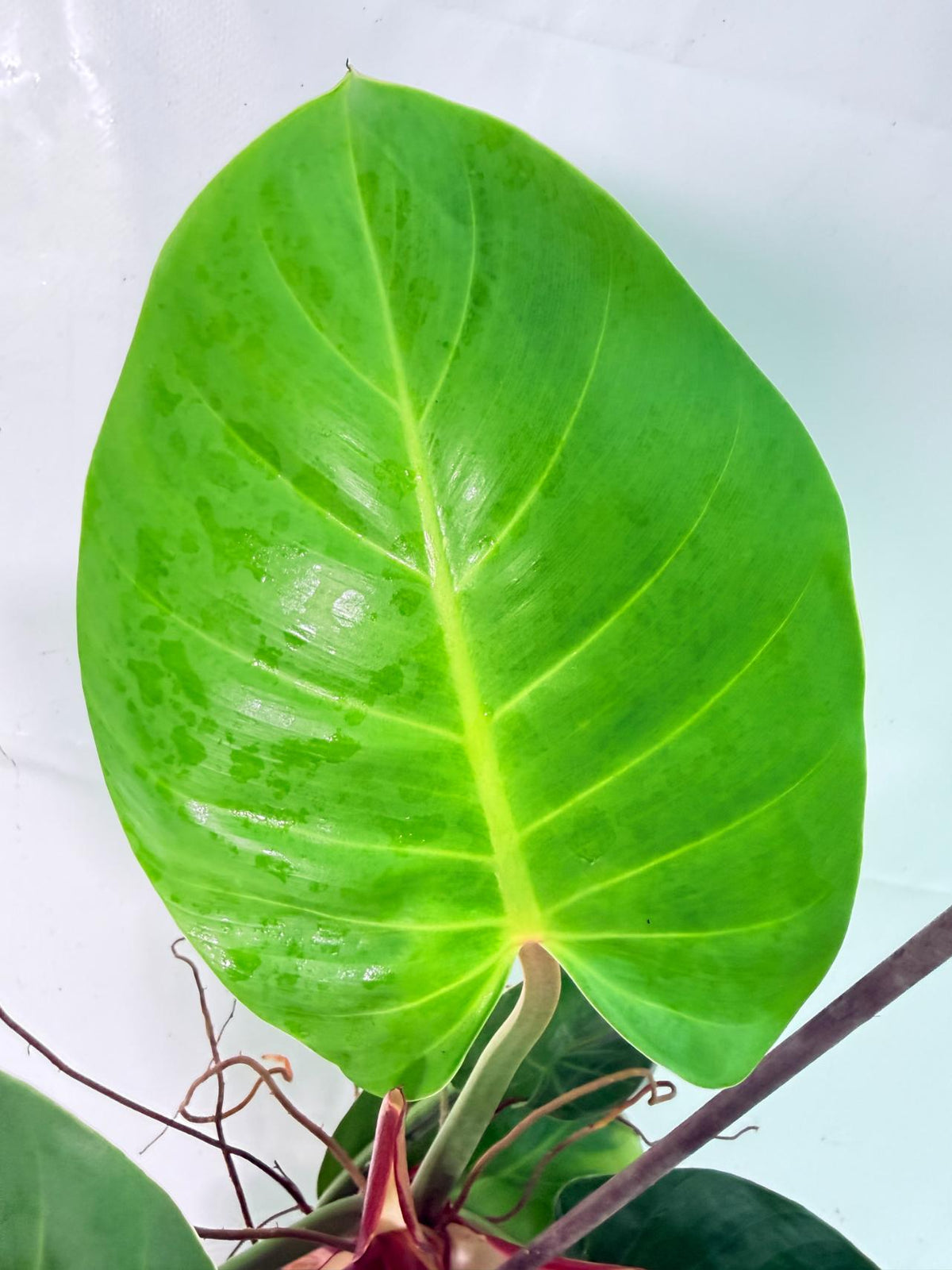 Philodendron Yellow Flame variegata 05
