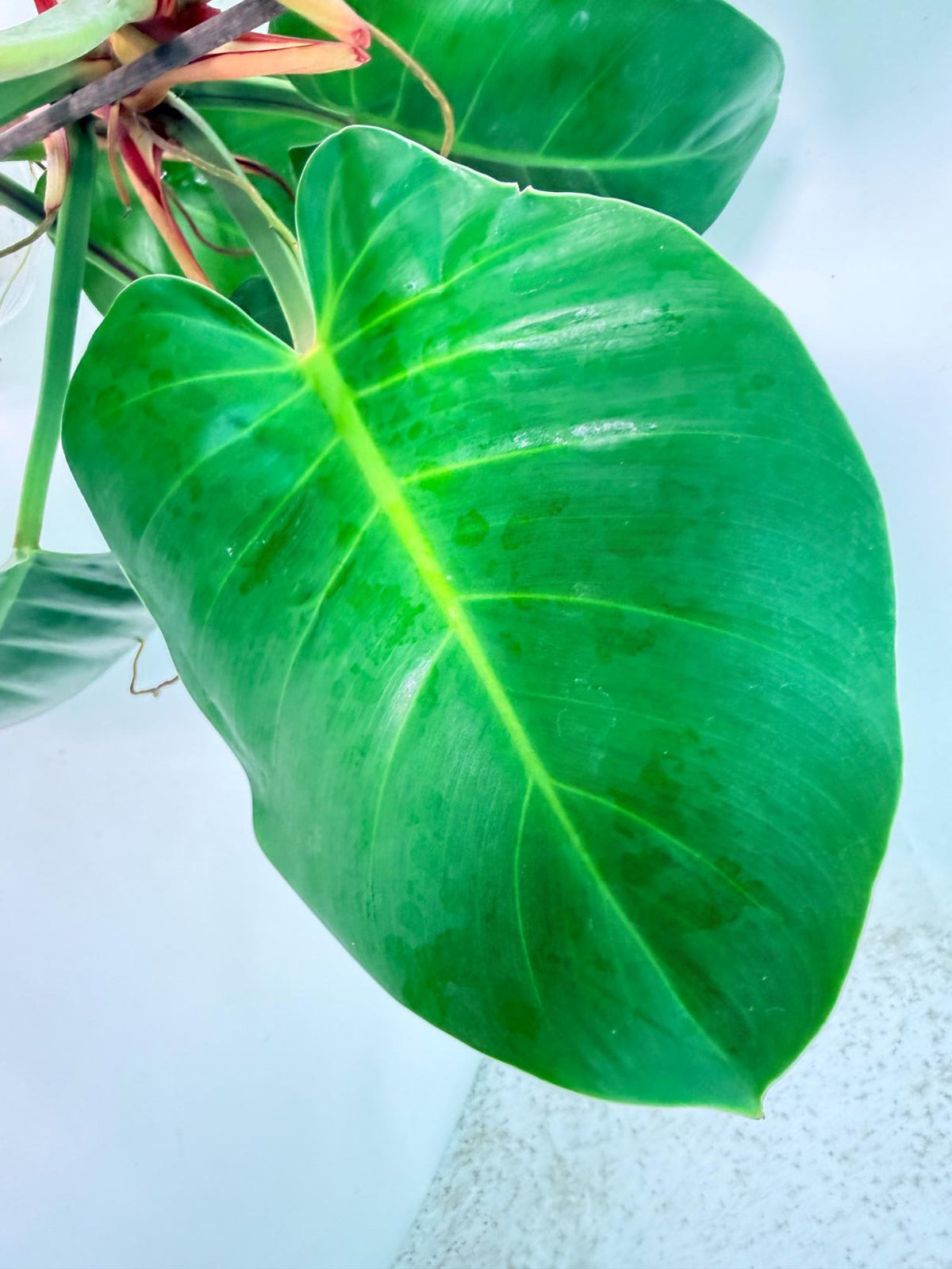 Philodendron Yellow Flame variegata 06