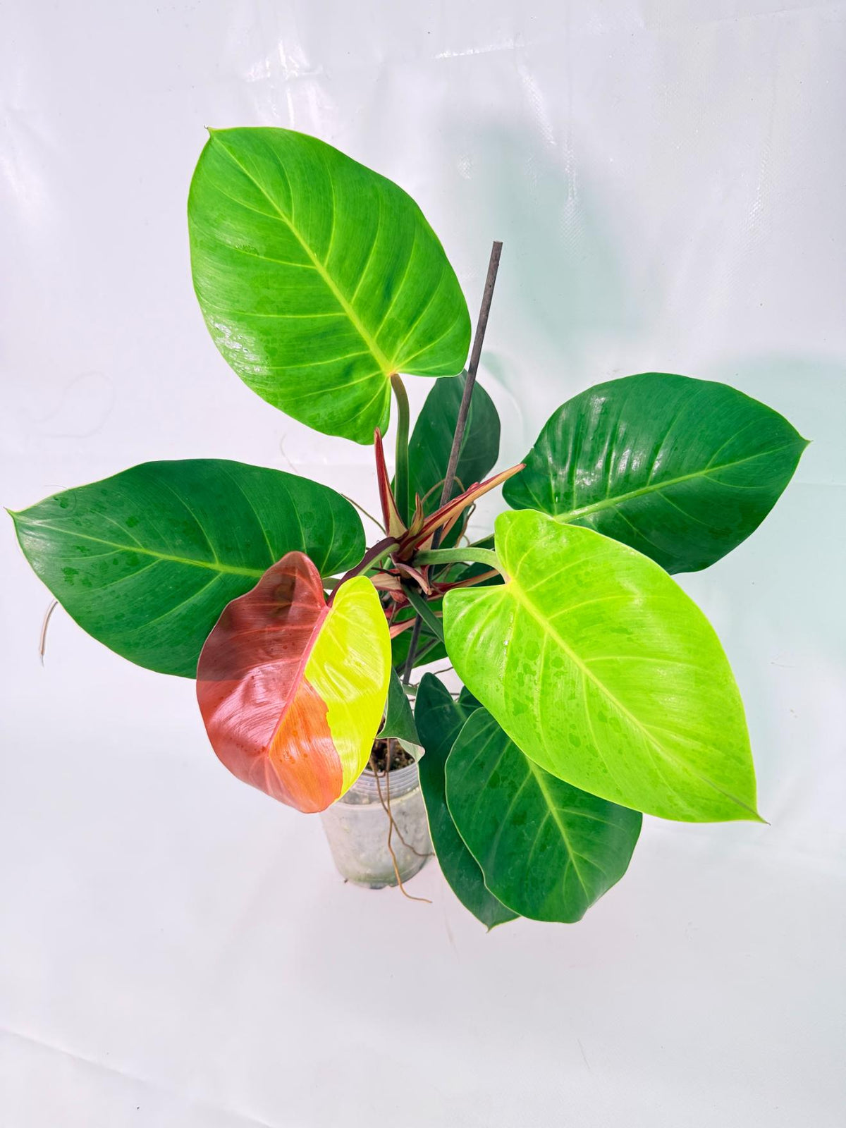 Philodendron Yellow Flame variegata 07