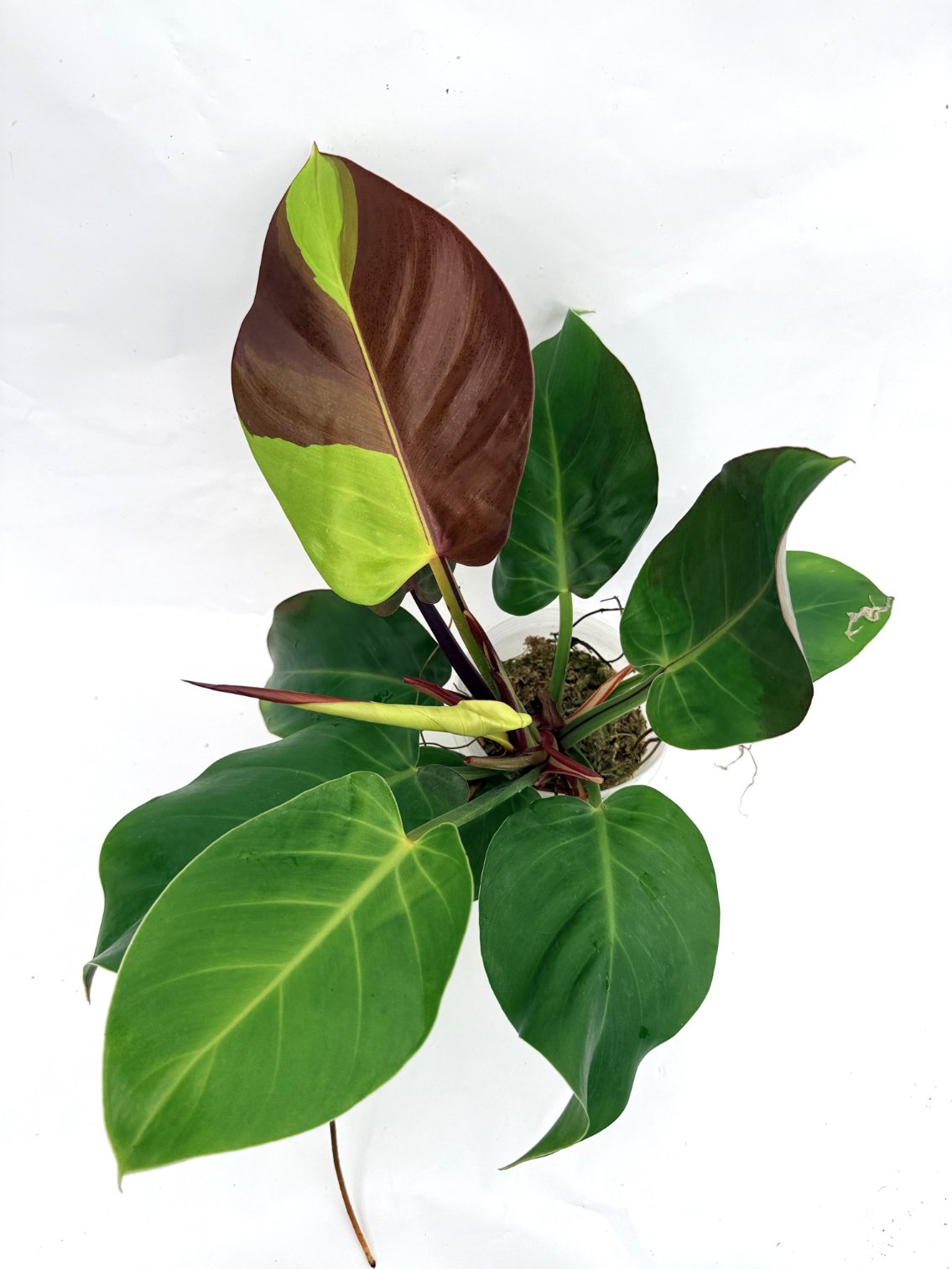 Philodendron_Yellow_Flame