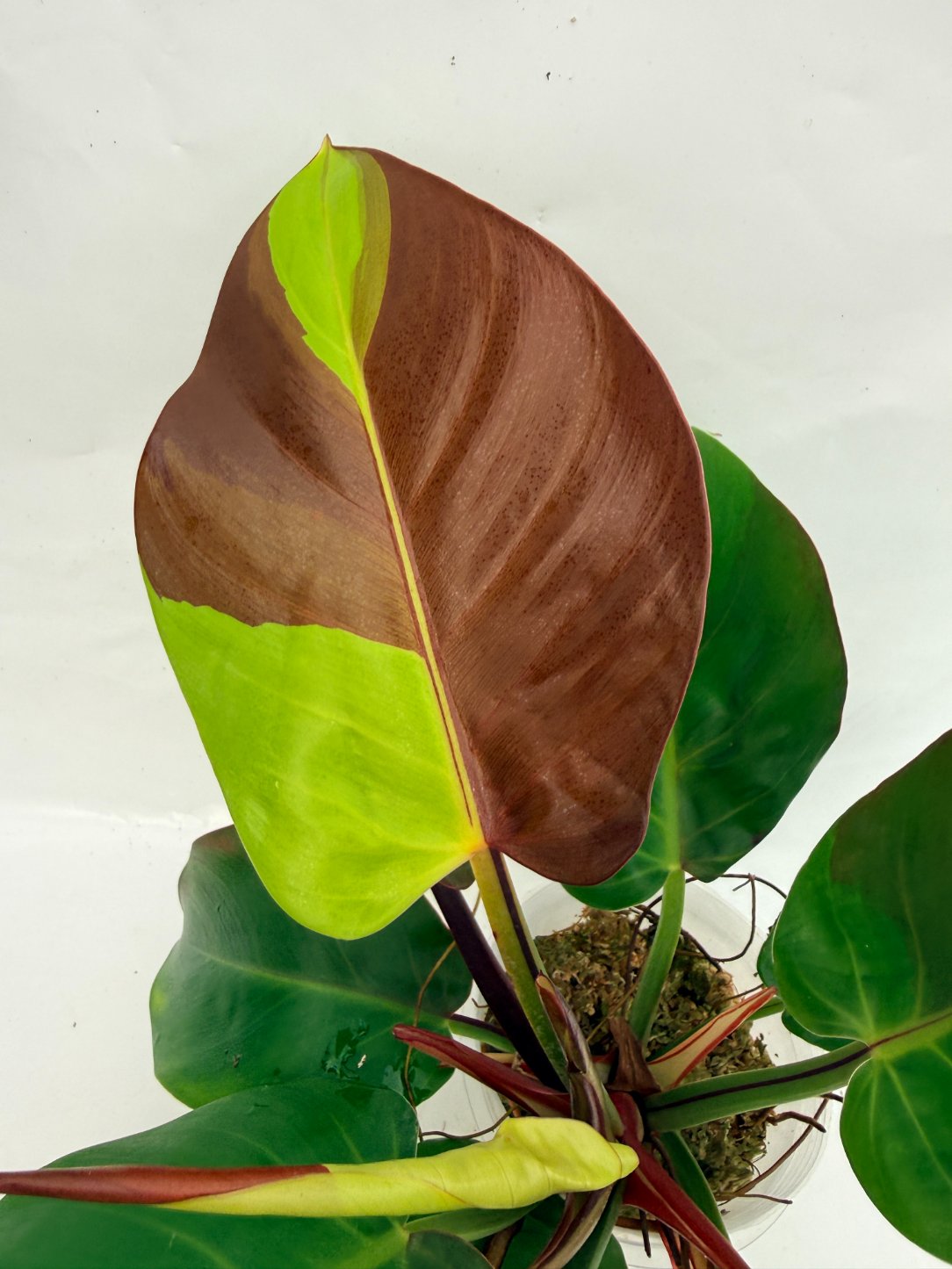 Philodendron_Yellow_Flame