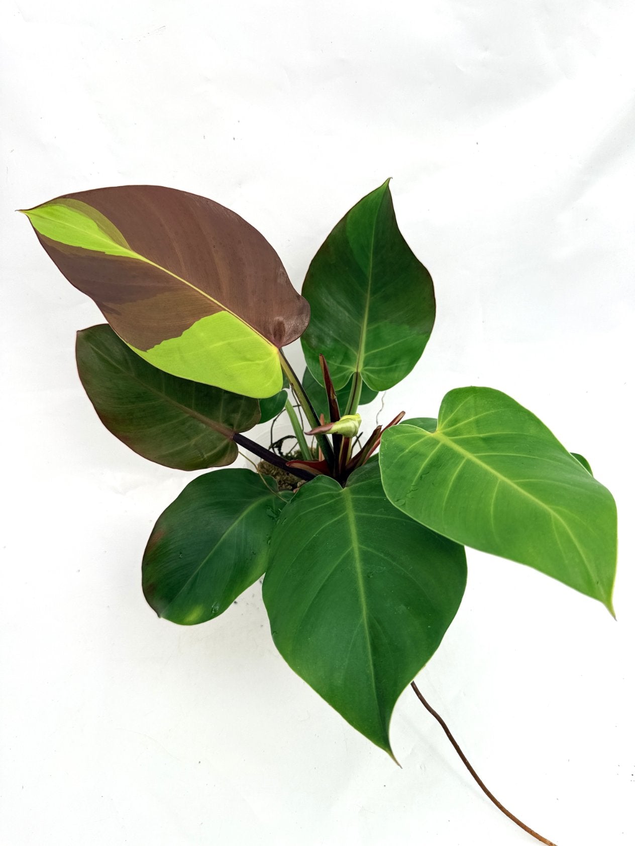 Philodendron_Yellow_Flame