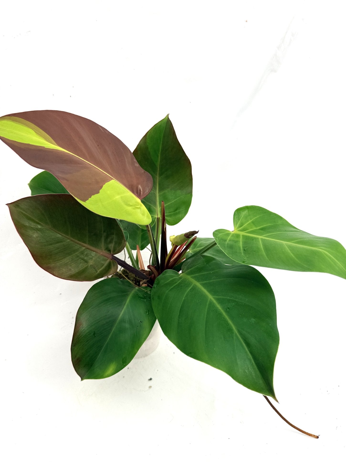 Philodendron_Yellow_Flame