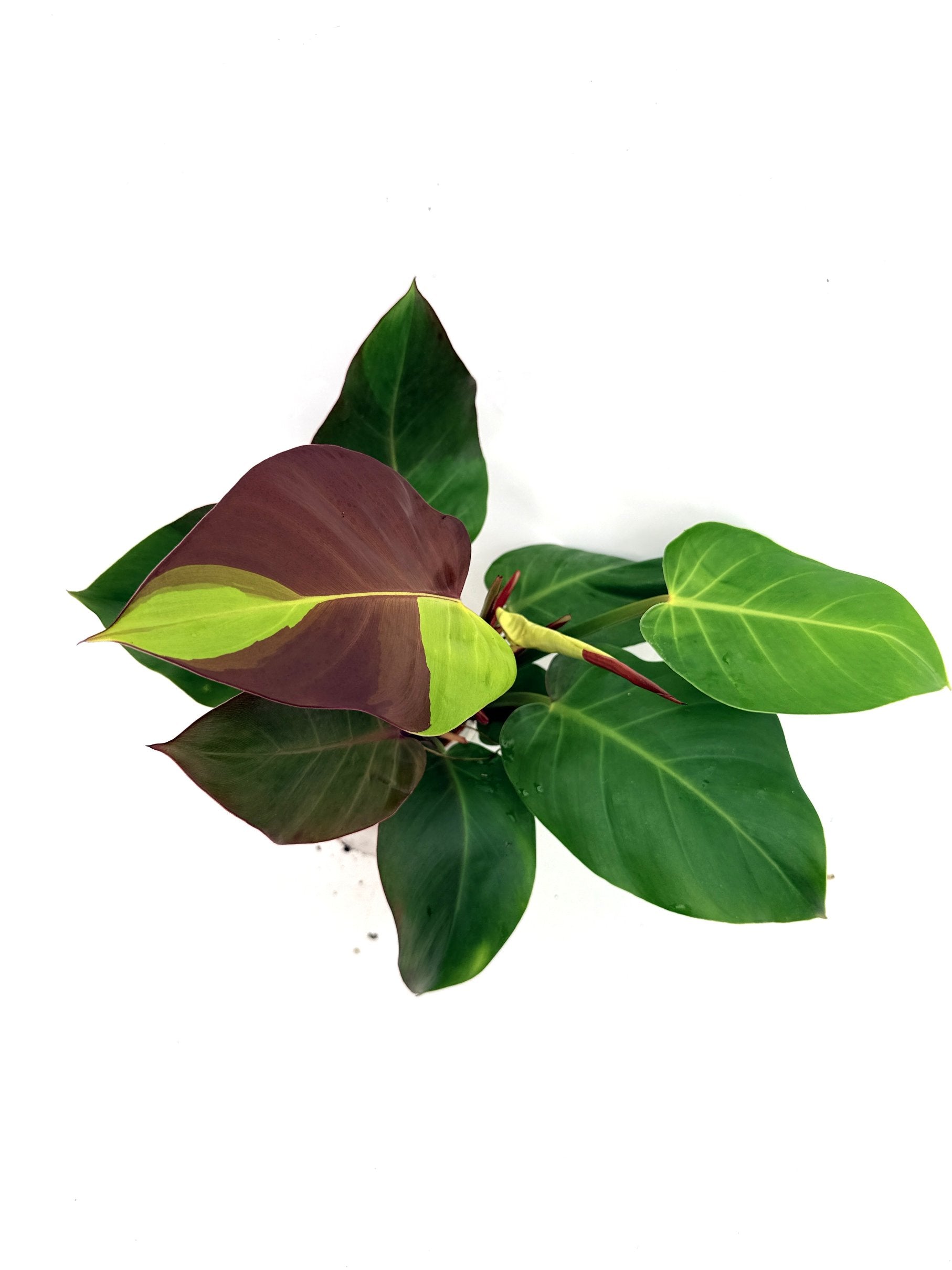 Philodendron_Yellow_Flame